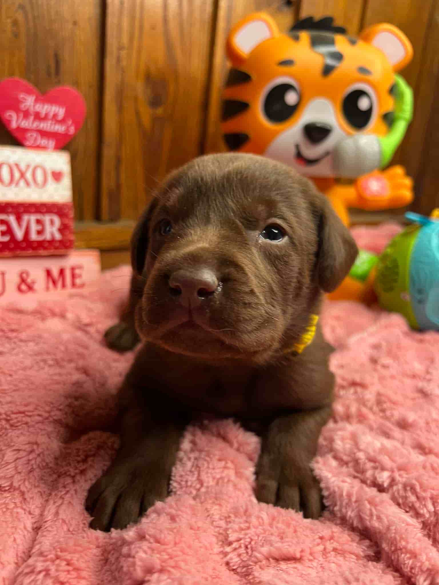 A purebred black Labrador Retriever puppy with a pink curtain and red rose flowers around him.