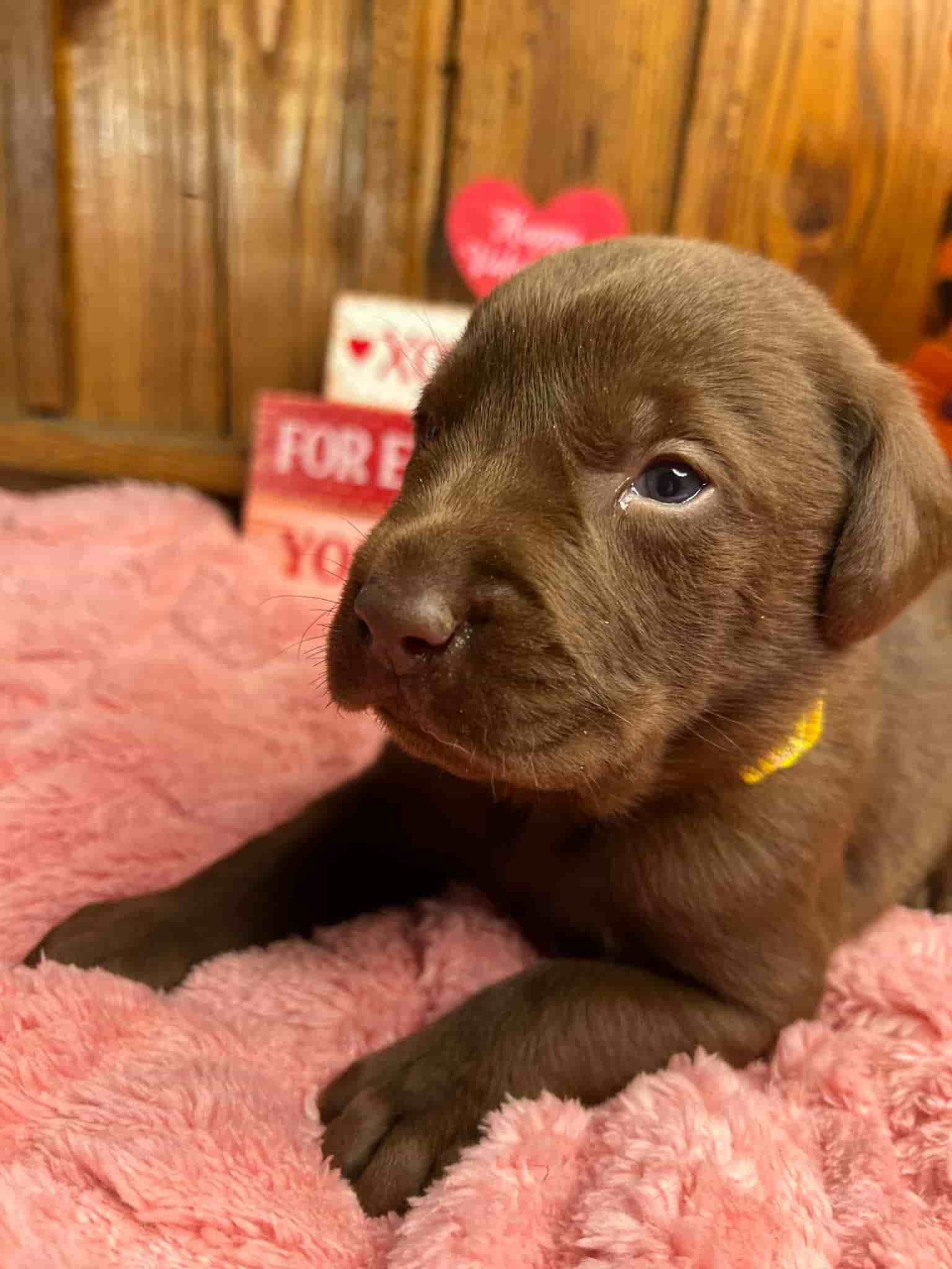 A purebred black Labrador Retriever puppy with a pink curtain and red rose flowers around him.