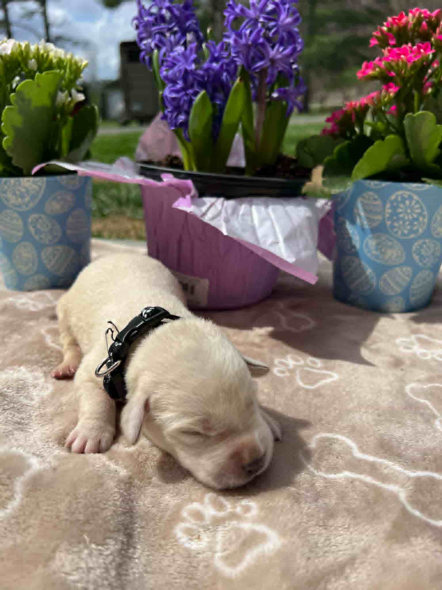 A purebred black Labrador Retriever puppy with a pink curtain and red rose flowers around him.