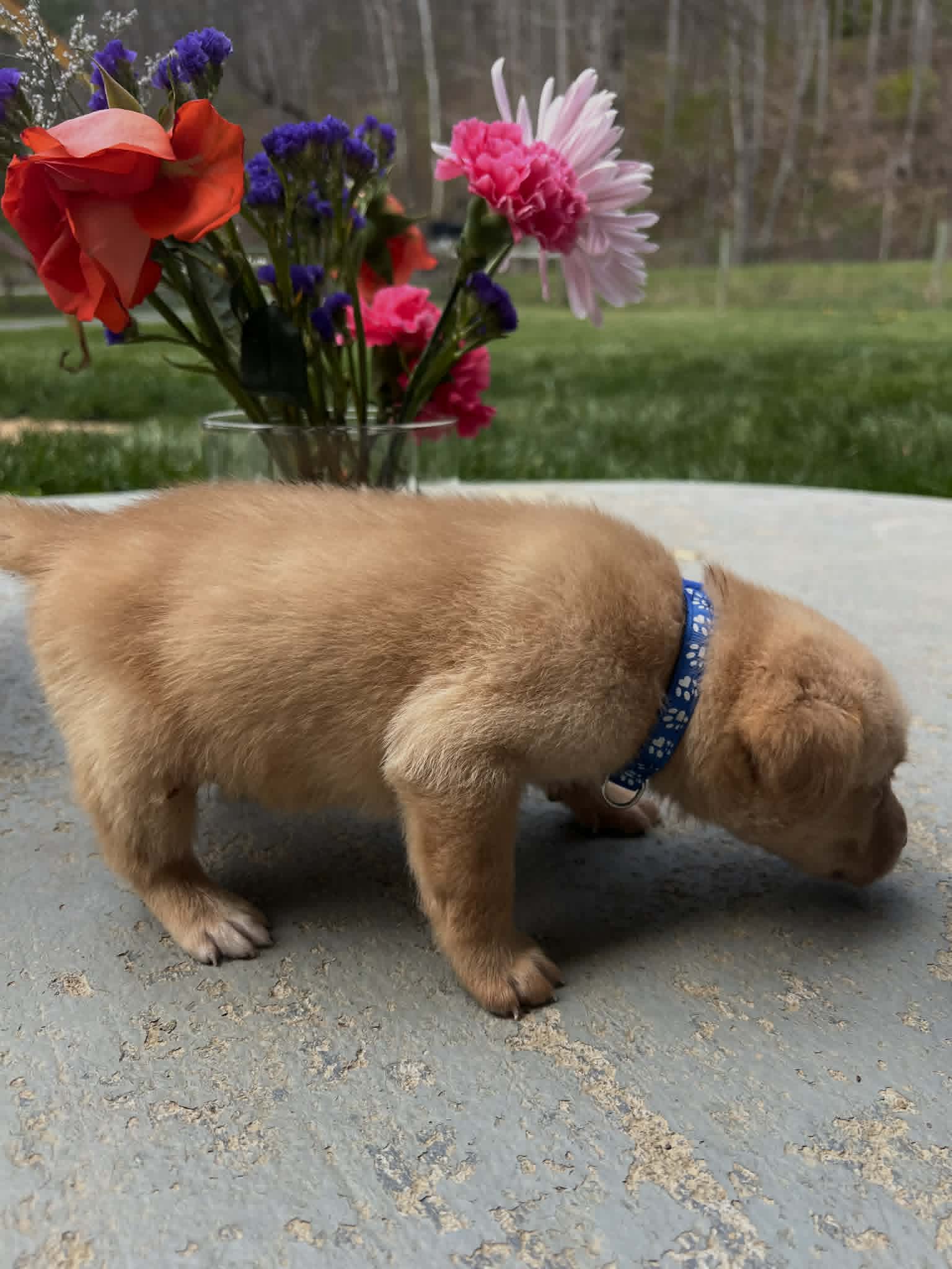 A purebred black Labrador Retriever puppy with a pink curtain and red rose flowers around him.
