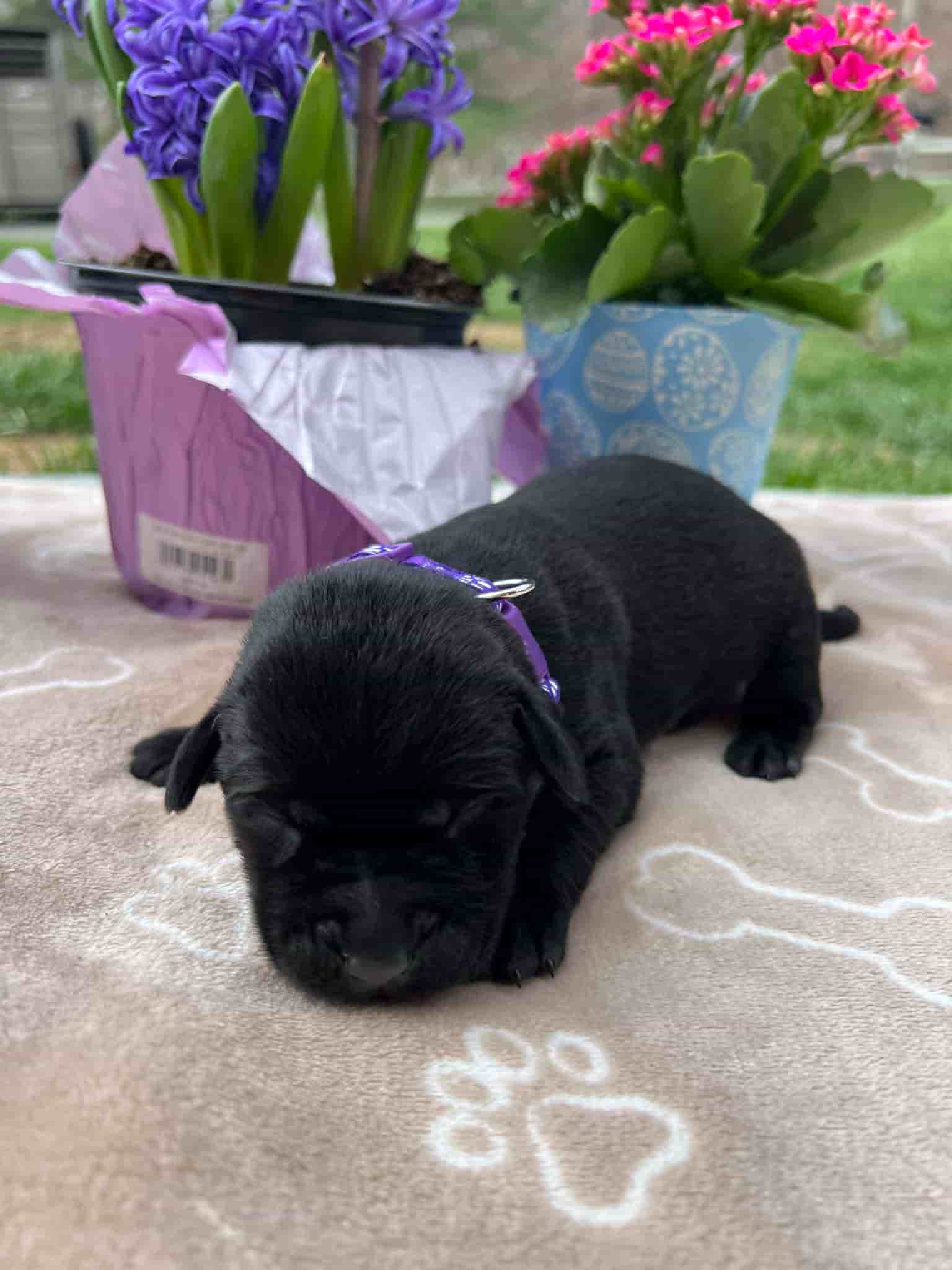 A purebred black Labrador Retriever puppy with a pink curtain and red rose flowers around him.