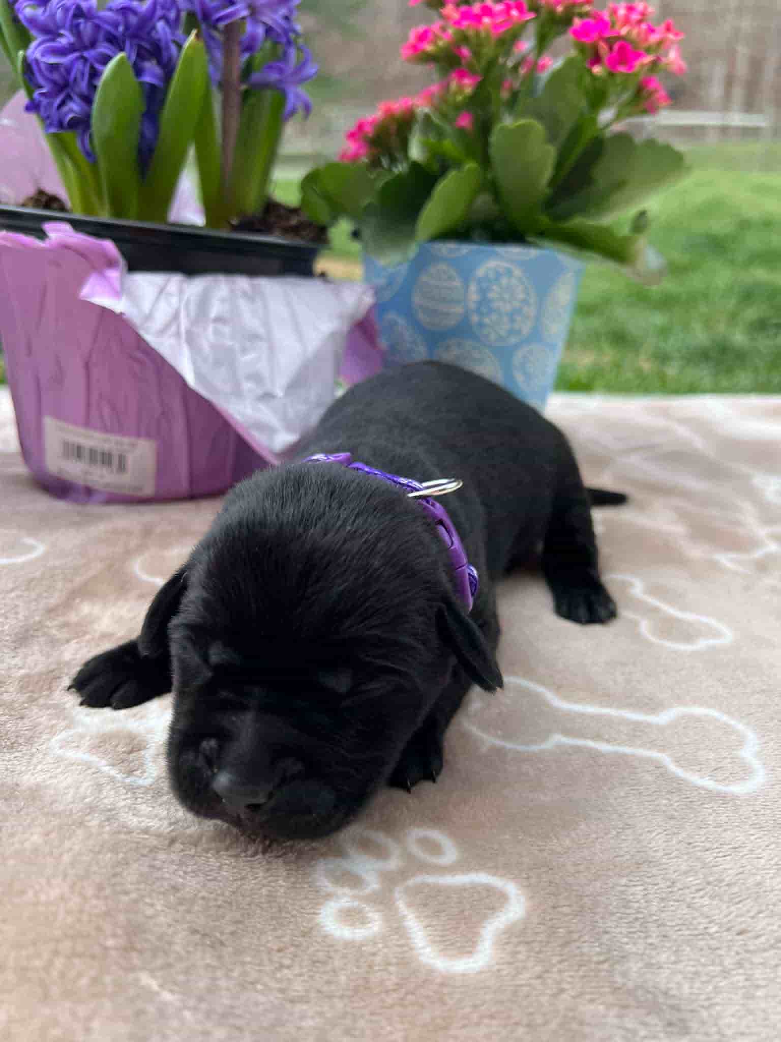 A purebred black Labrador Retriever puppy with a pink curtain and red rose flowers around him.
