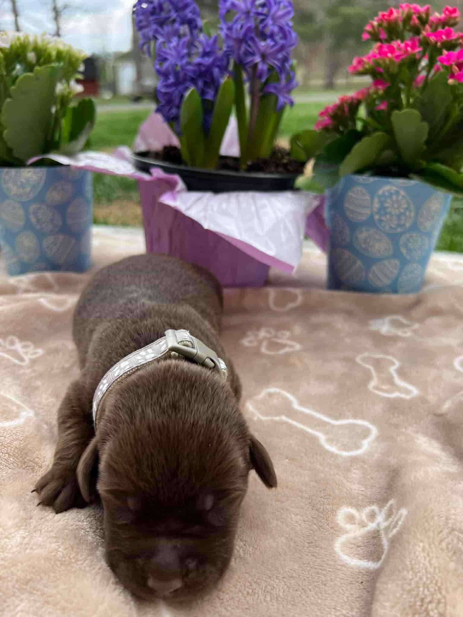 A purebred black Labrador Retriever puppy with a pink curtain and red rose flowers around him.