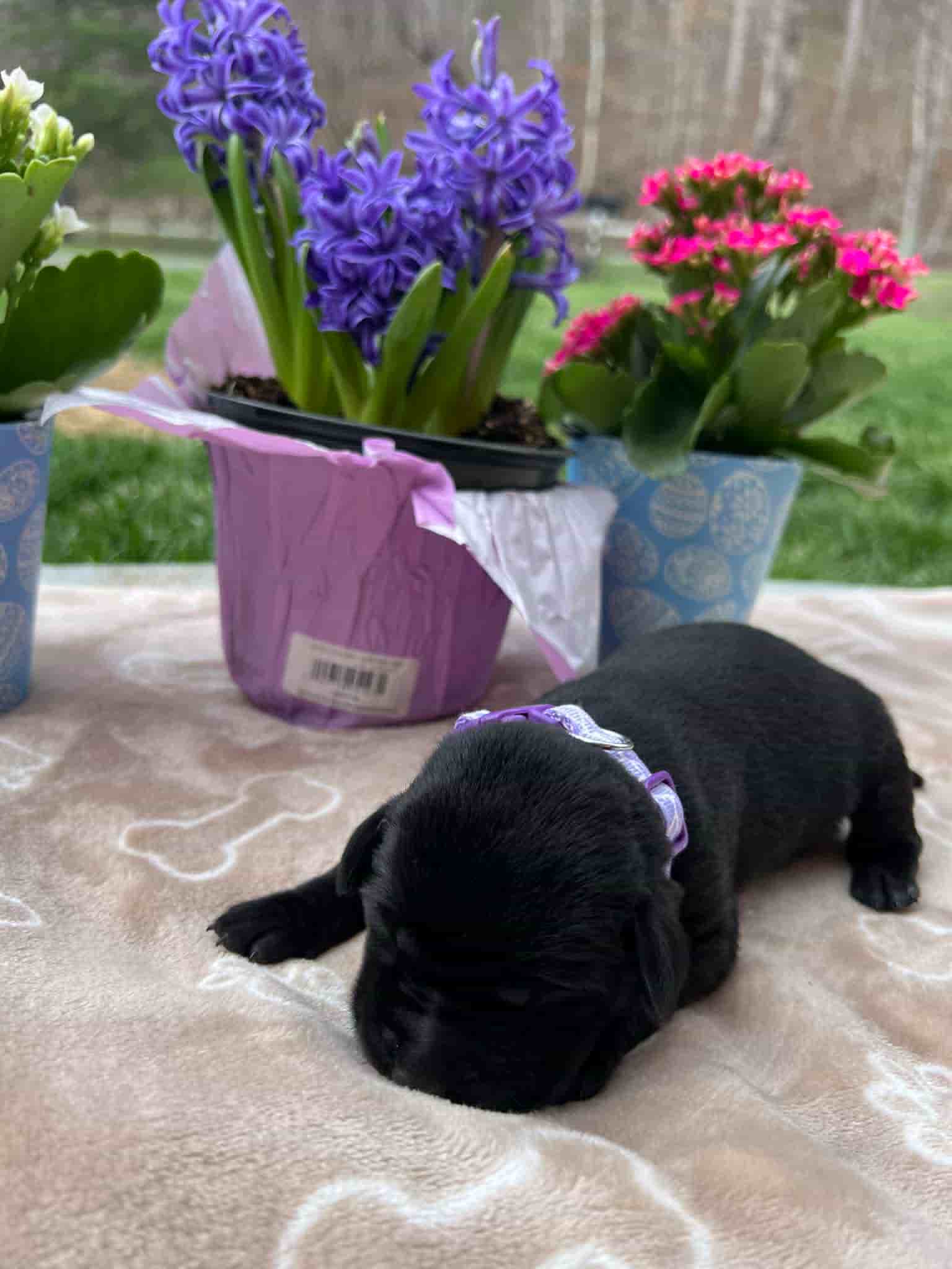A purebred black Labrador Retriever puppy with a pink curtain and red rose flowers around him.