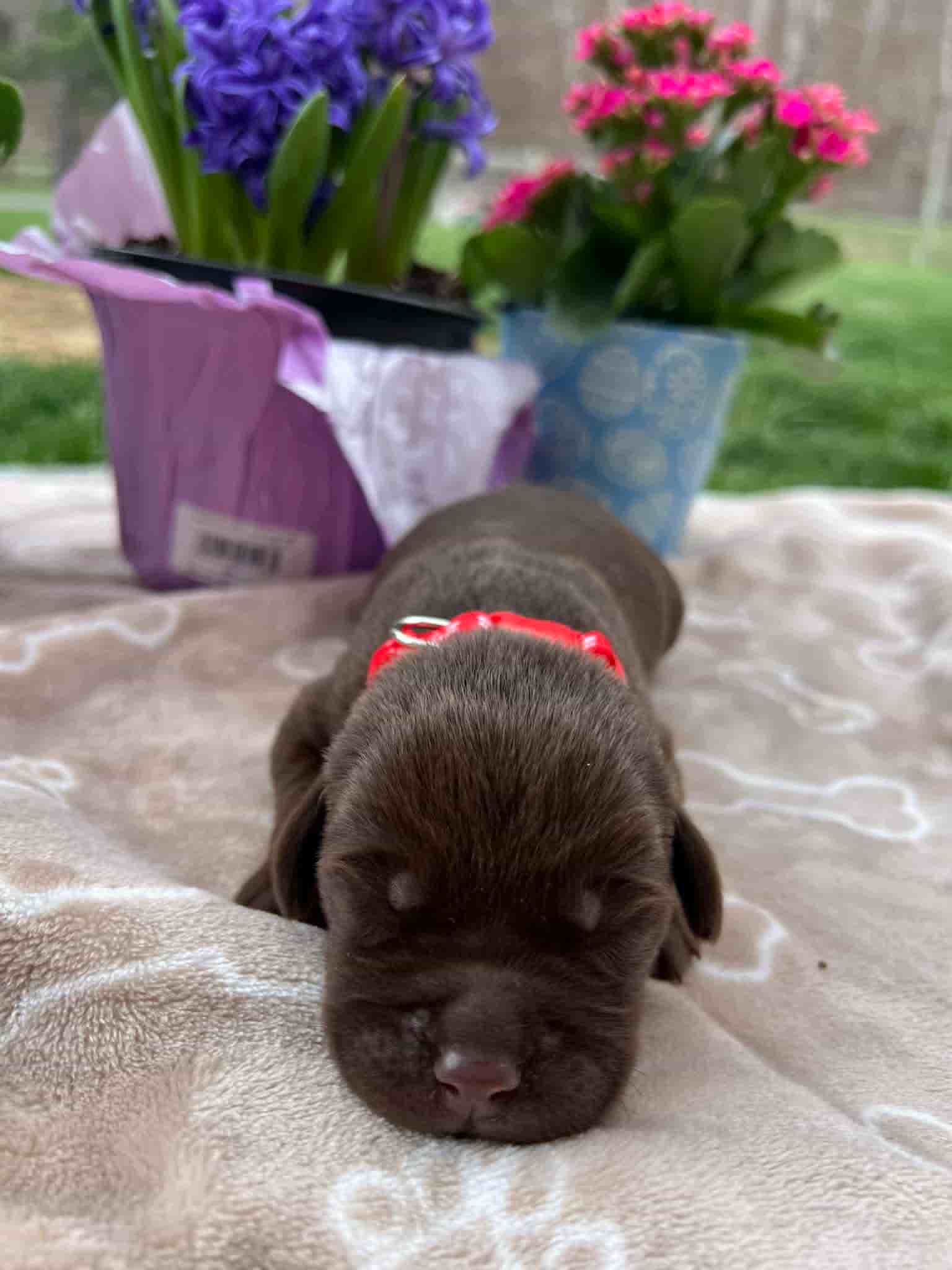 A purebred black Labrador Retriever puppy with a pink curtain and red rose flowers around him.