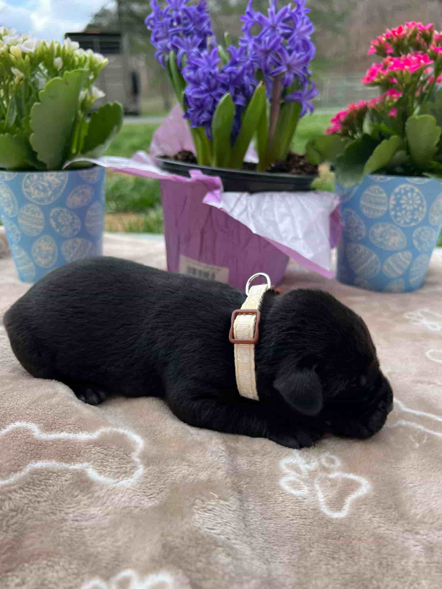 A purebred black Labrador Retriever puppy with a pink curtain and red rose flowers around him.