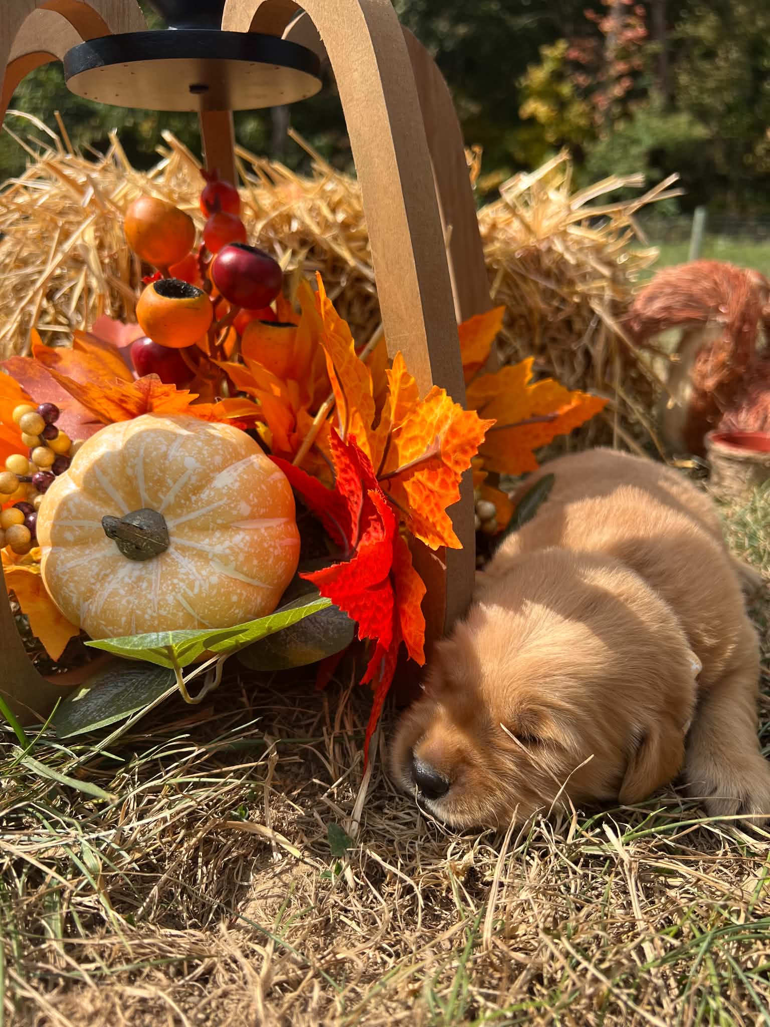 A purebred Golden Retriever puppy outdoors in natural daylight.