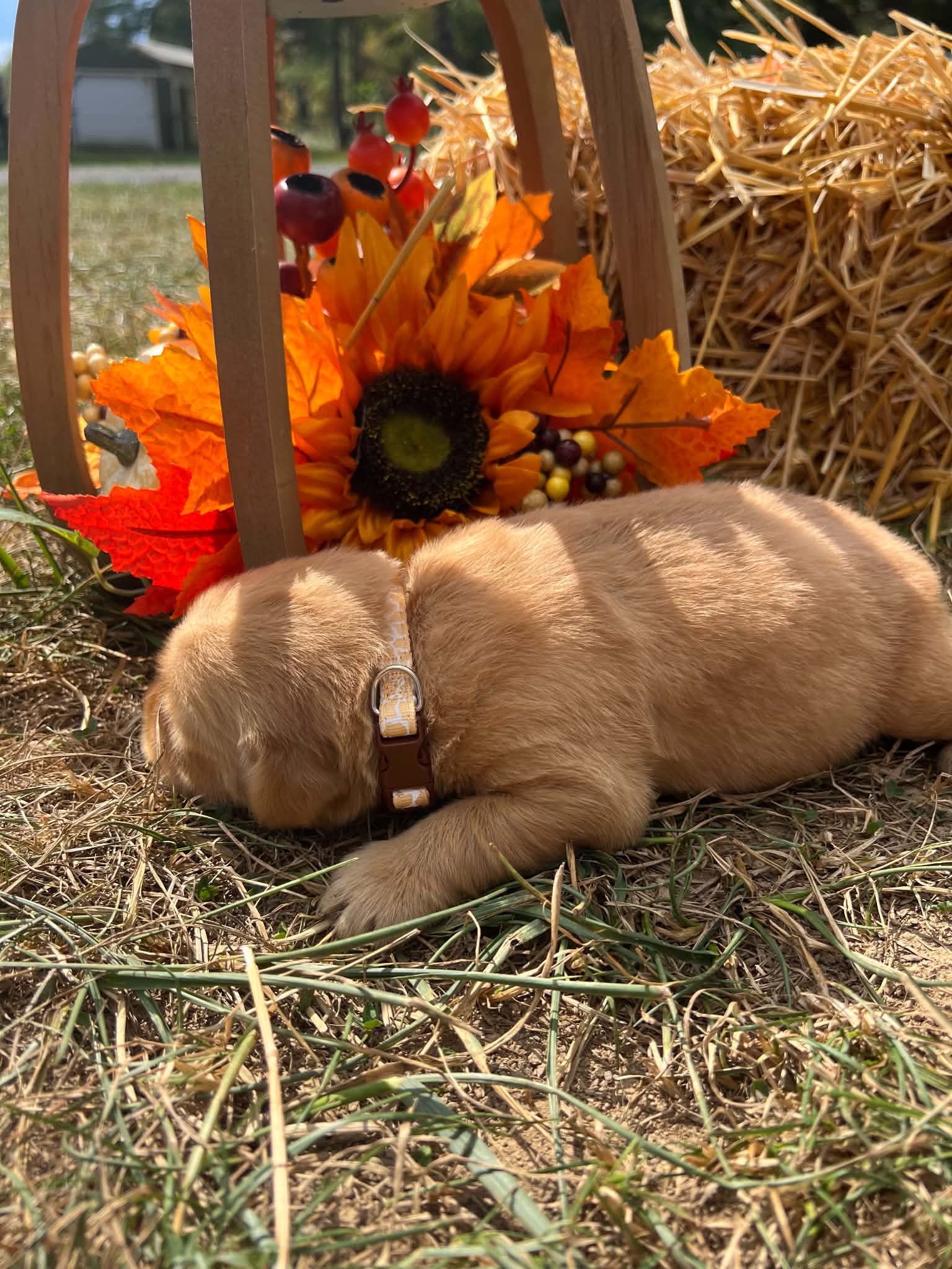 A purebred Golden Retriever puppy outdoors in natural daylight.