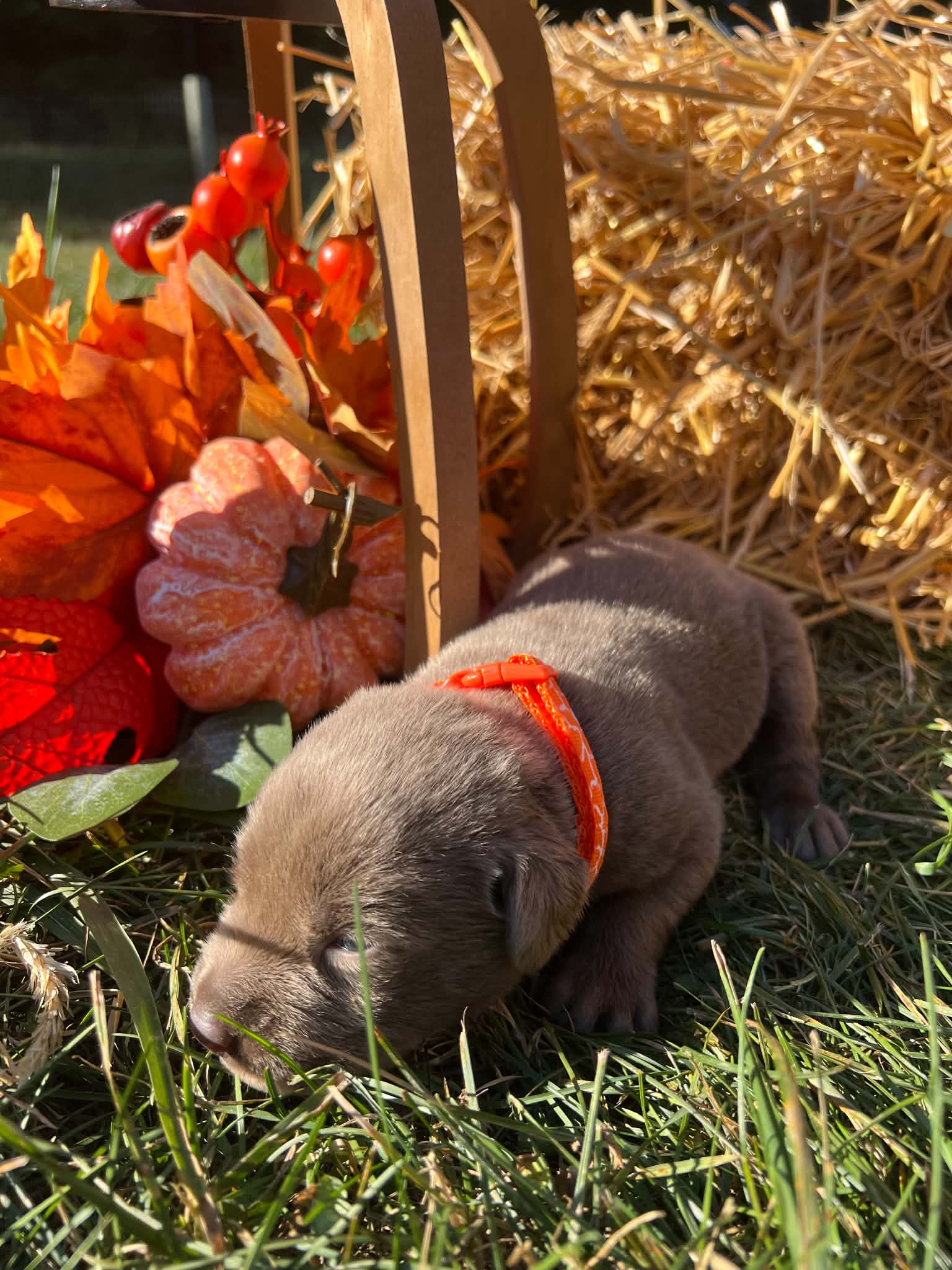 A purebred Labrador Retriever puppy outside in natural daylight.