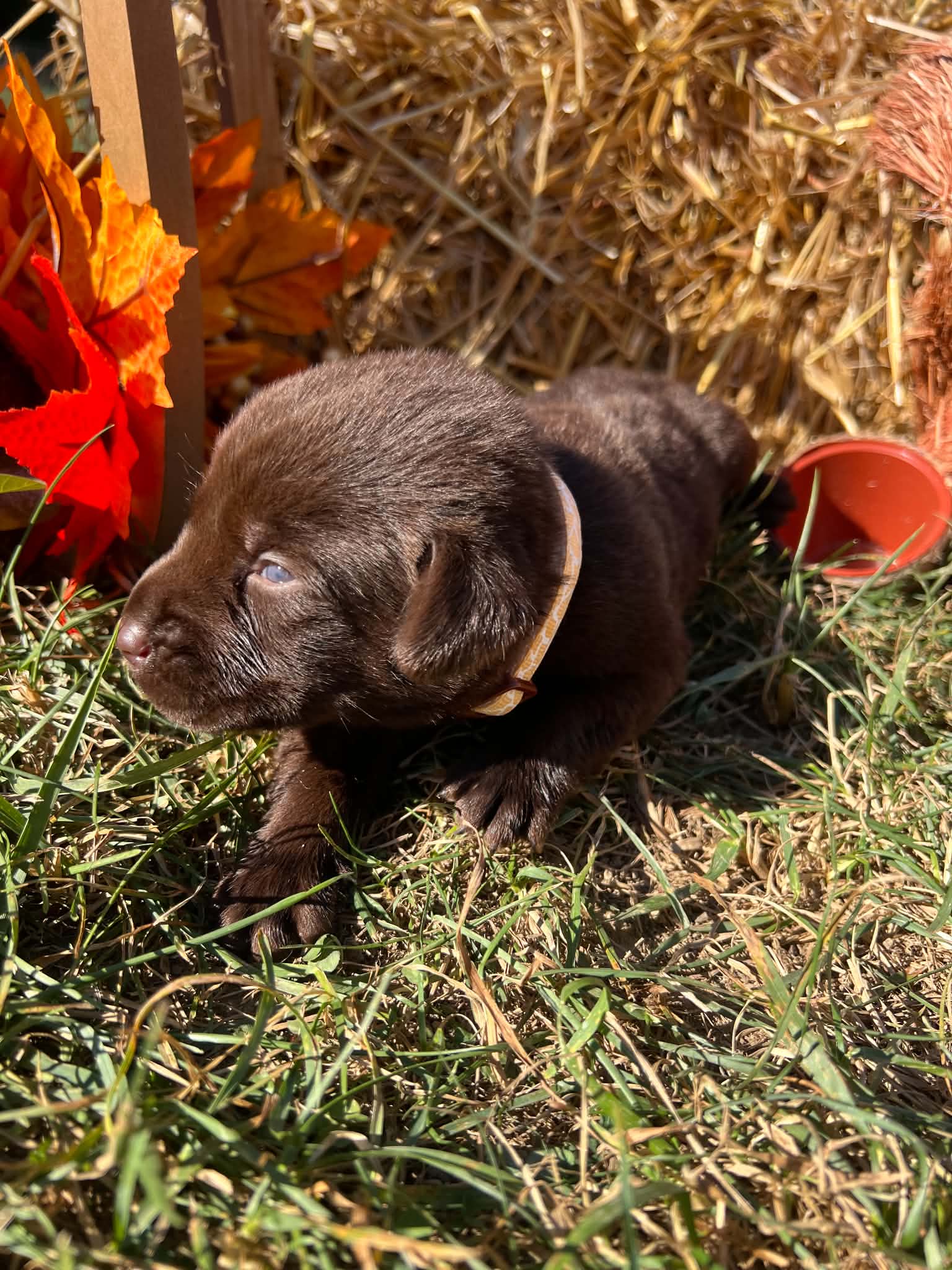 A purebred Labrador Retriever puppy outside in natural daylight.
