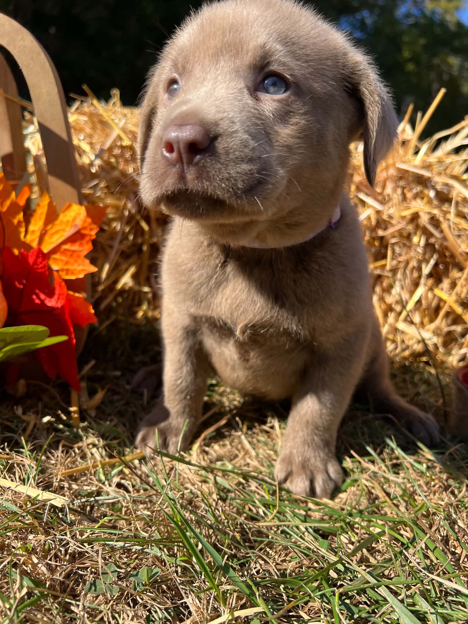 A purebred Labrador Retriever puppy outside in natural daylight.