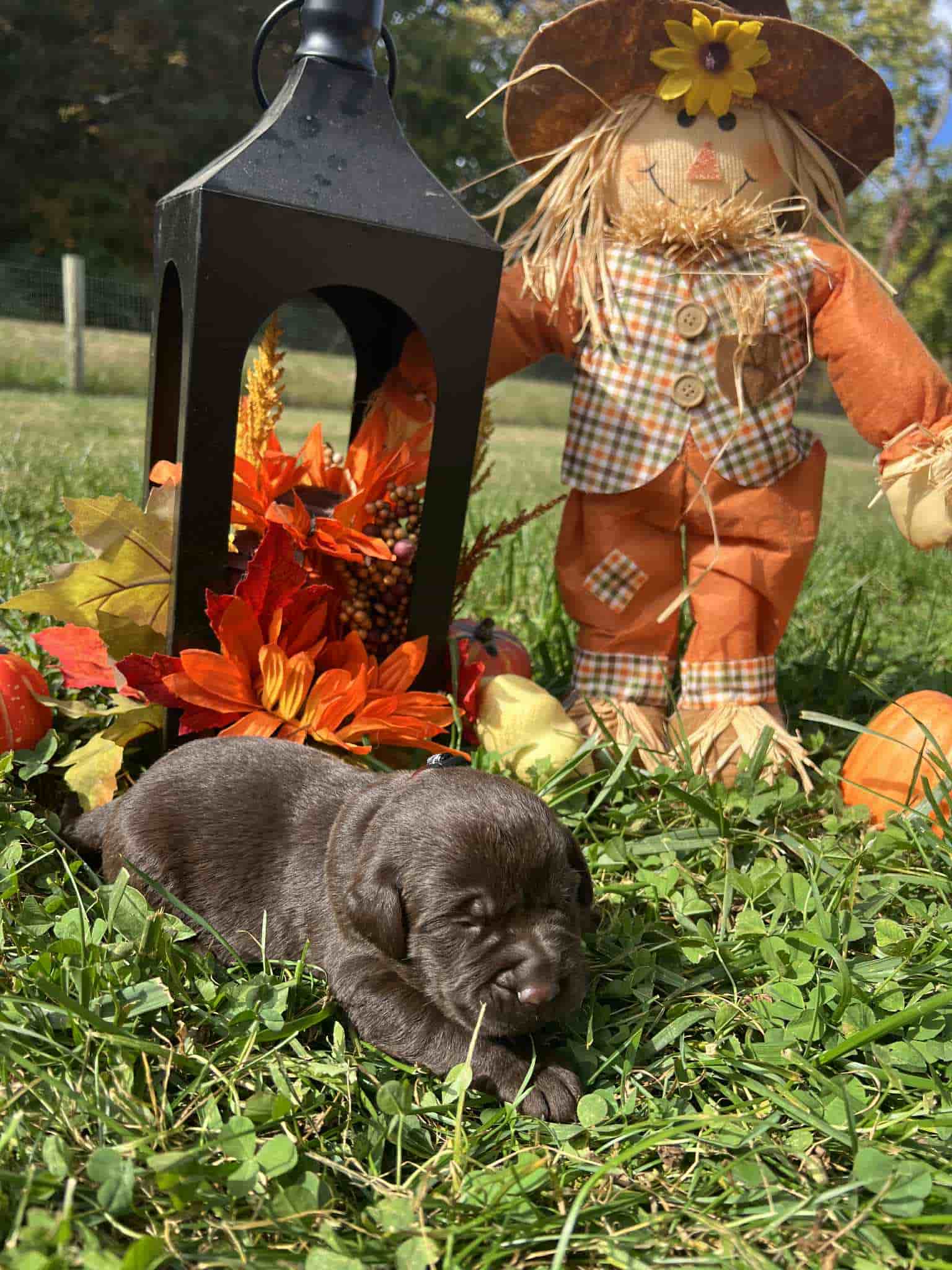 A purebred chocolate Labrador Retriever puppy with a pink curtain and red rose flowers around him.
