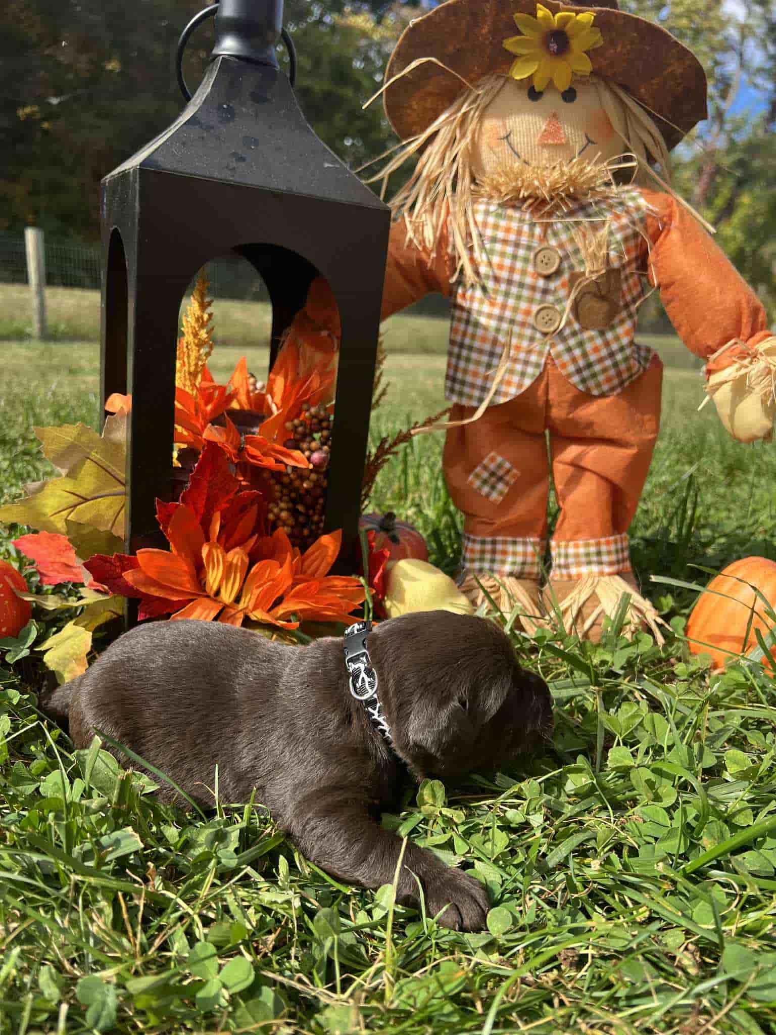 A purebred chocolate Labrador Retriever puppy with a pink curtain and red rose flowers around him.