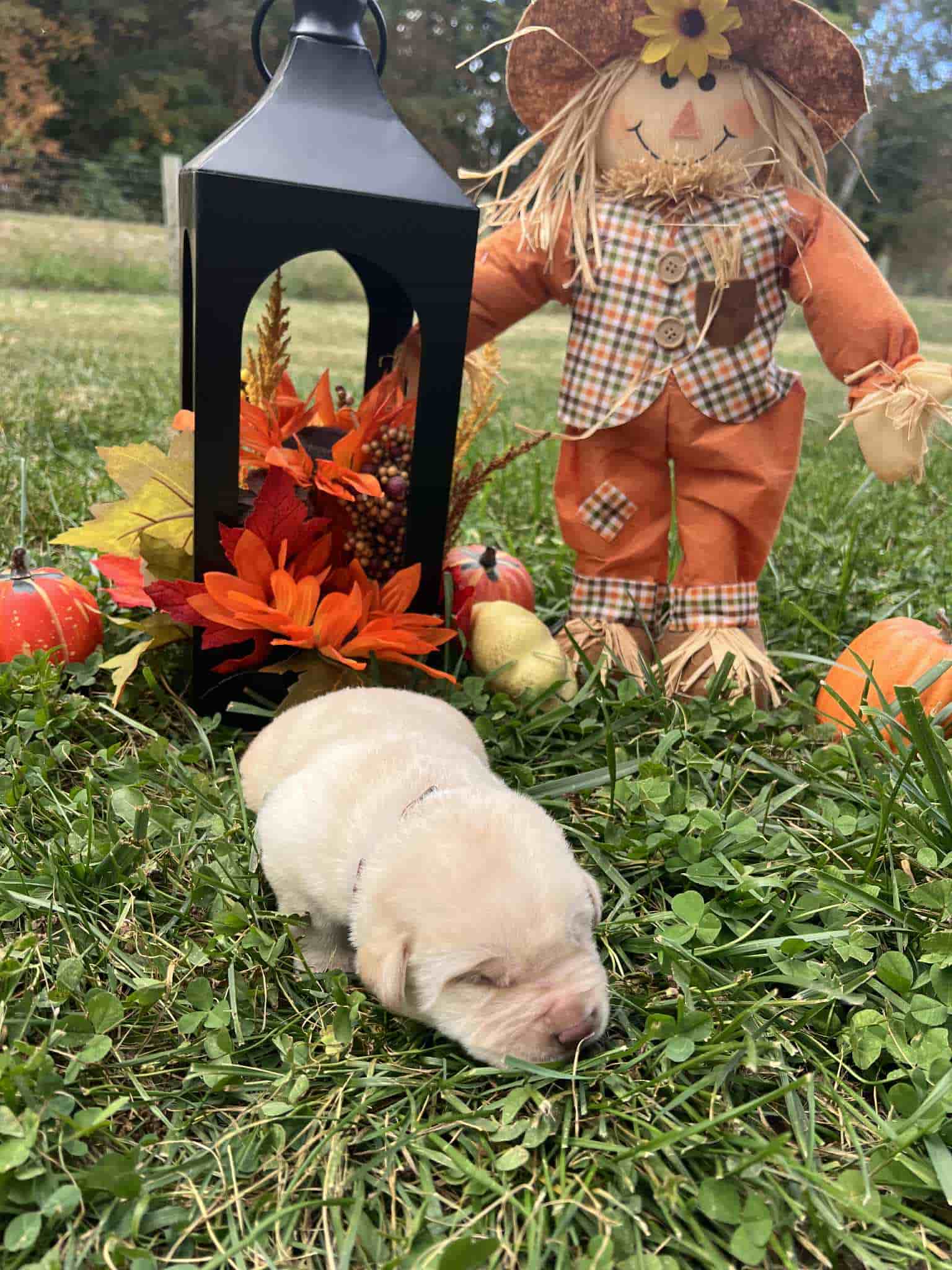 A purebred yellow Labrador Retriever puppy with a pink curtain and red rose flowers around him.