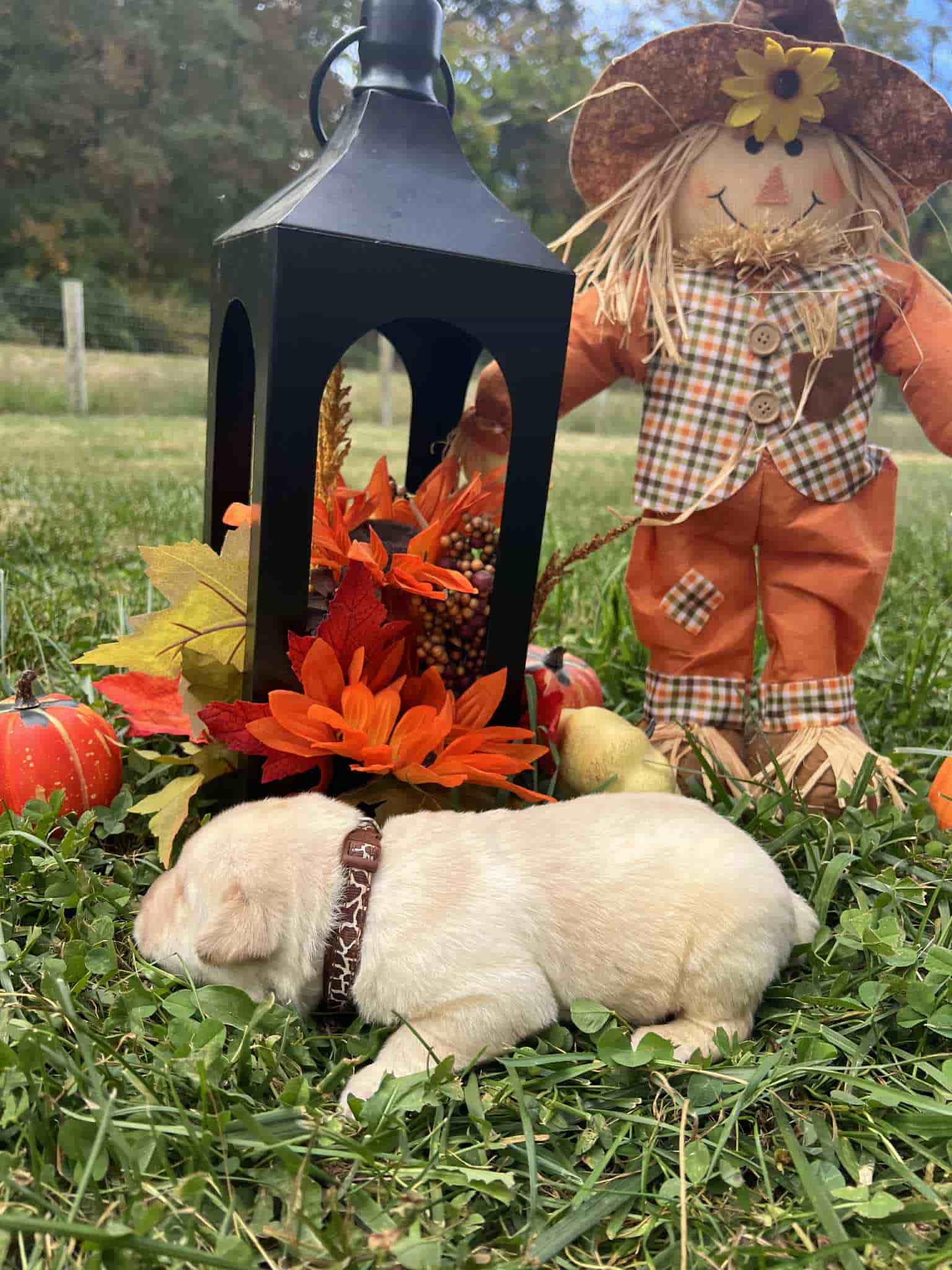 A purebred yellow Labrador Retriever puppy with a pink curtain and red rose flowers around him.