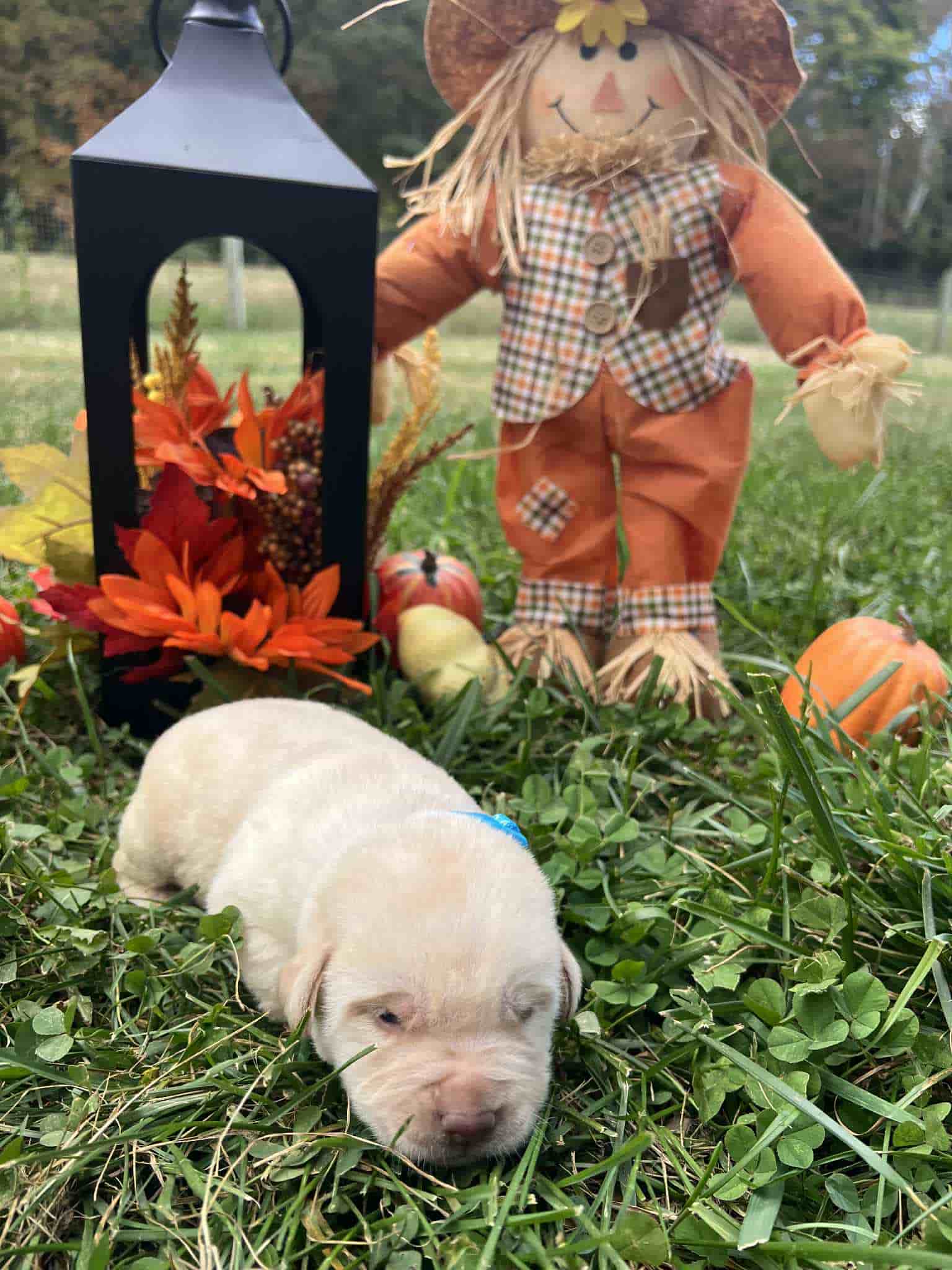 A purebred yellow Labrador Retriever puppy with a pink curtain and red rose flowers around him.