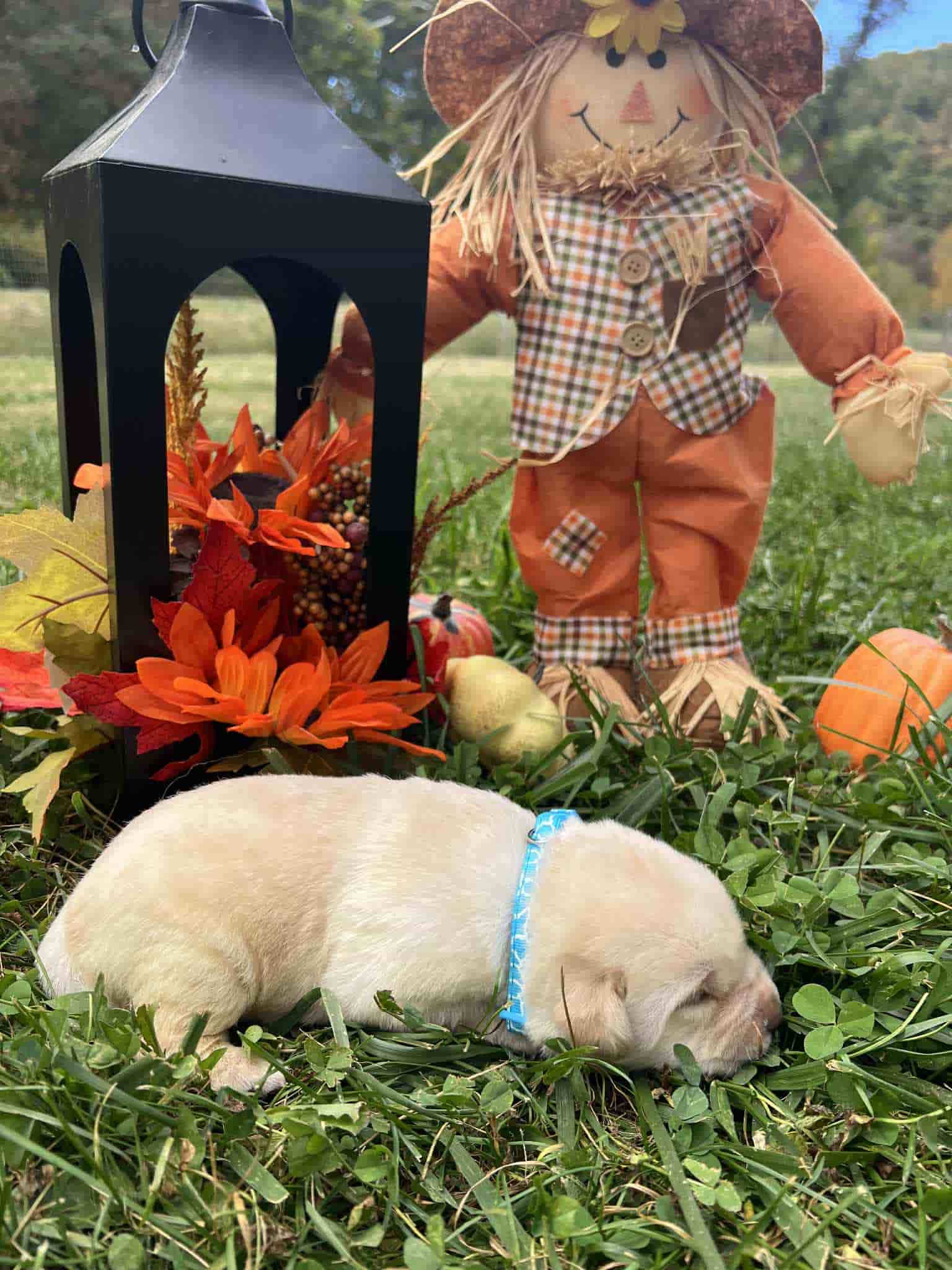 A purebred yellow Labrador Retriever puppy with a pink curtain and red rose flowers around him.
