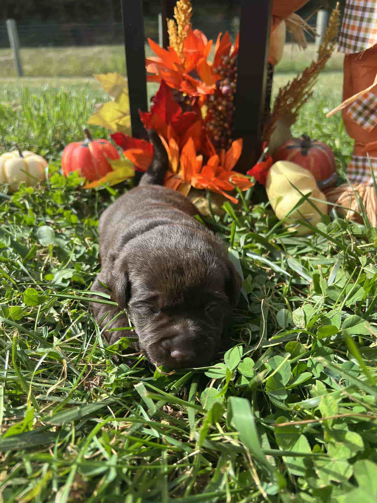 A purebred chocolate Labrador Retriever puppy with a pink curtain and red rose flowers around him.