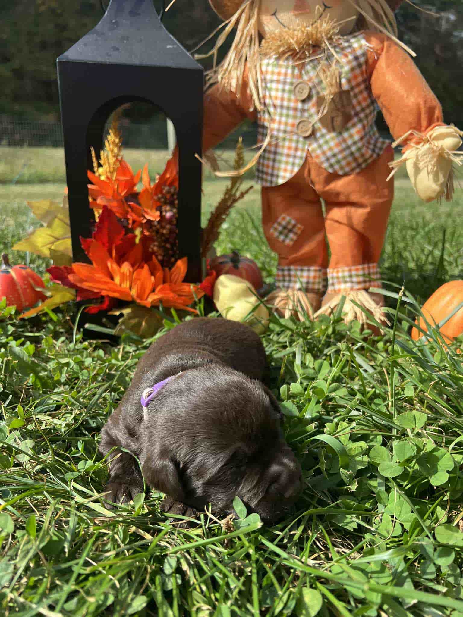 A purebred chocolate Labrador Retriever puppy with a pink curtain and red rose flowers around him.