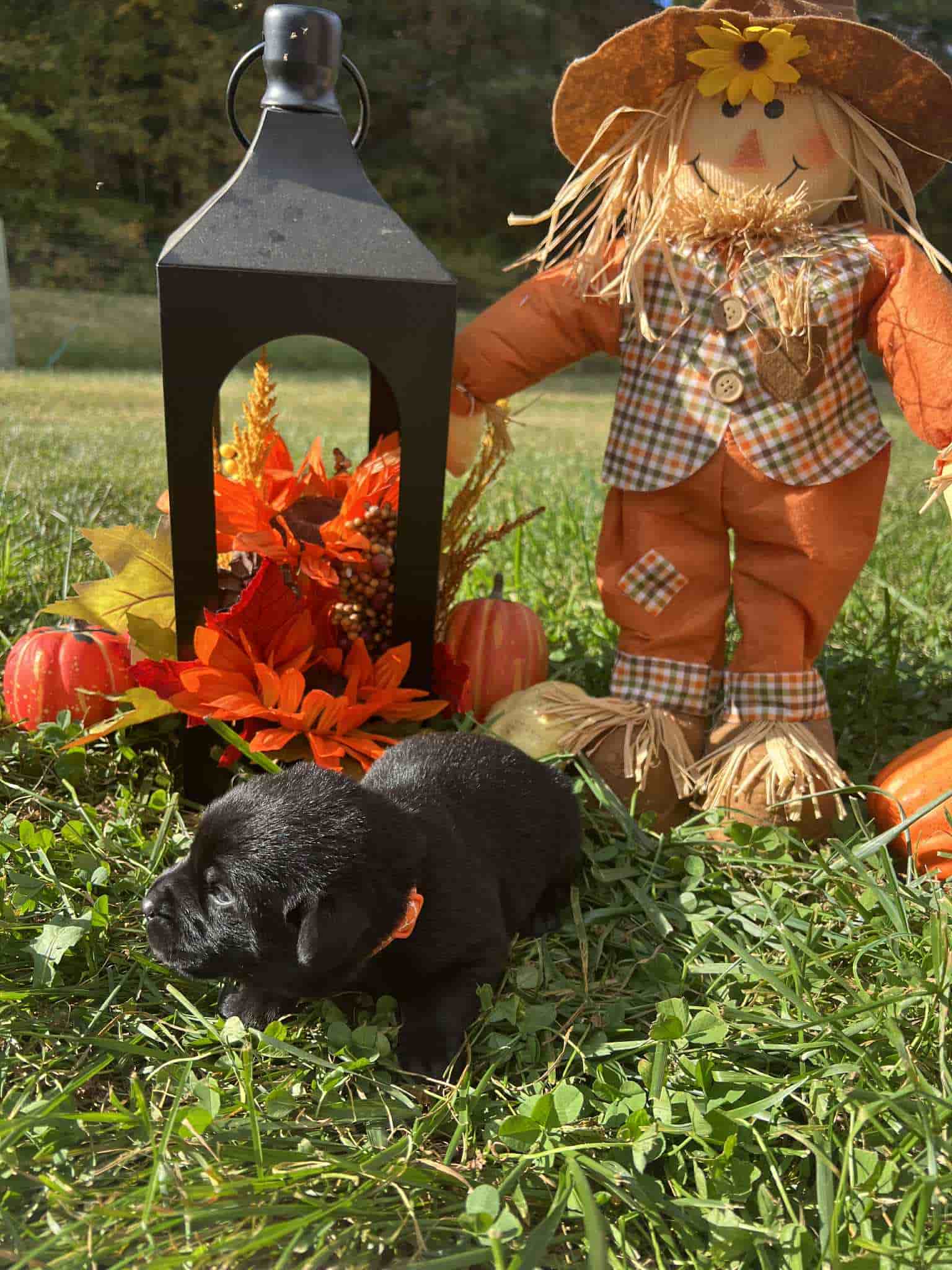 A purebred black Labrador Retriever puppy with a pink curtain and red rose flowers around him.