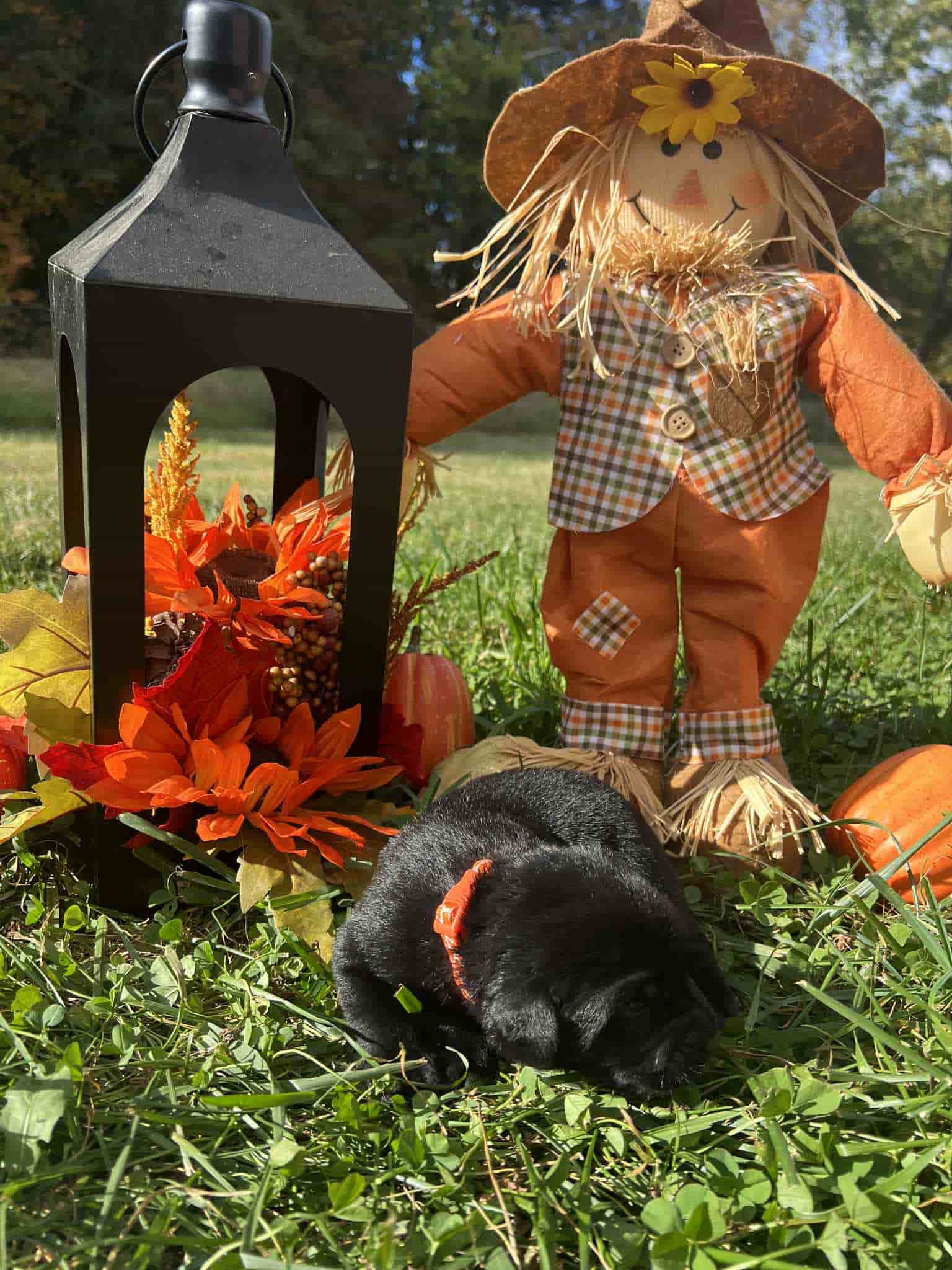 A purebred black Labrador Retriever puppy with a pink curtain and red rose flowers around him.