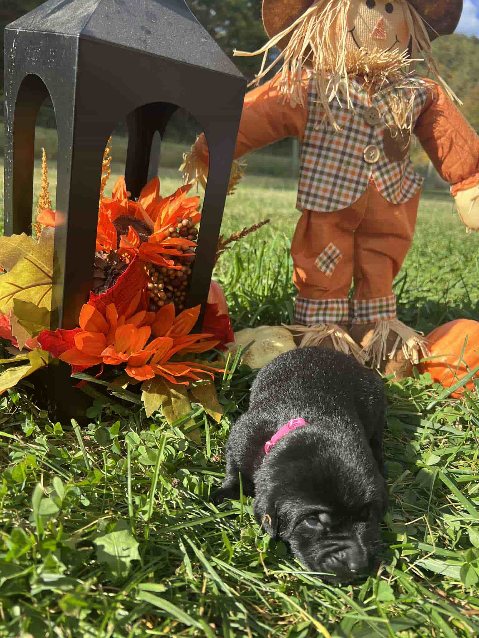 A purebred black Labrador Retriever puppy with a pink curtain and red rose flowers around him.