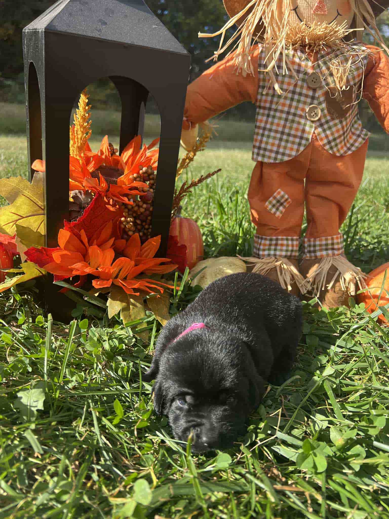 A purebred black Labrador Retriever puppy with a pink curtain and red rose flowers around him.