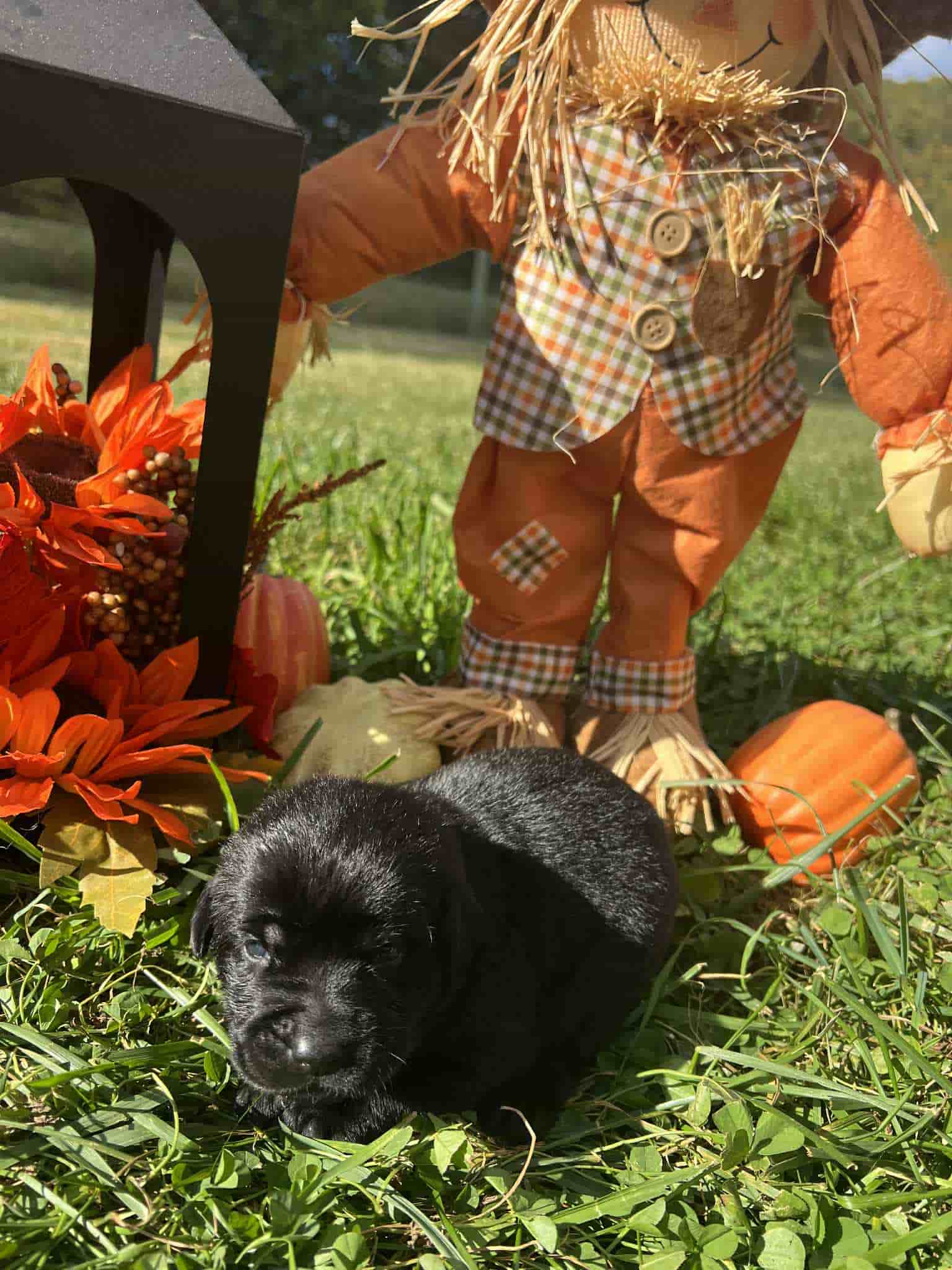 A purebred black Labrador Retriever puppy with a pink curtain and red rose flowers around him.