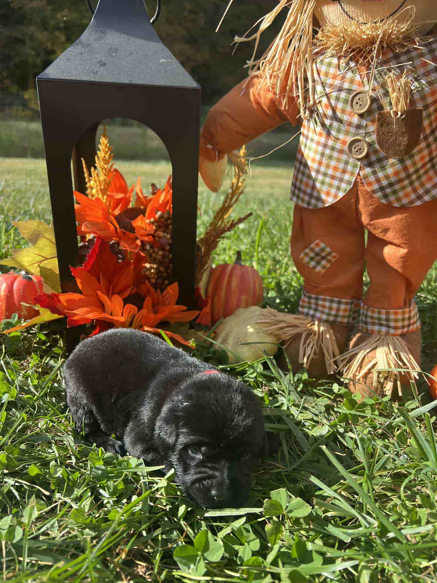 A purebred black Labrador Retriever puppy with a pink curtain and red rose flowers around him.