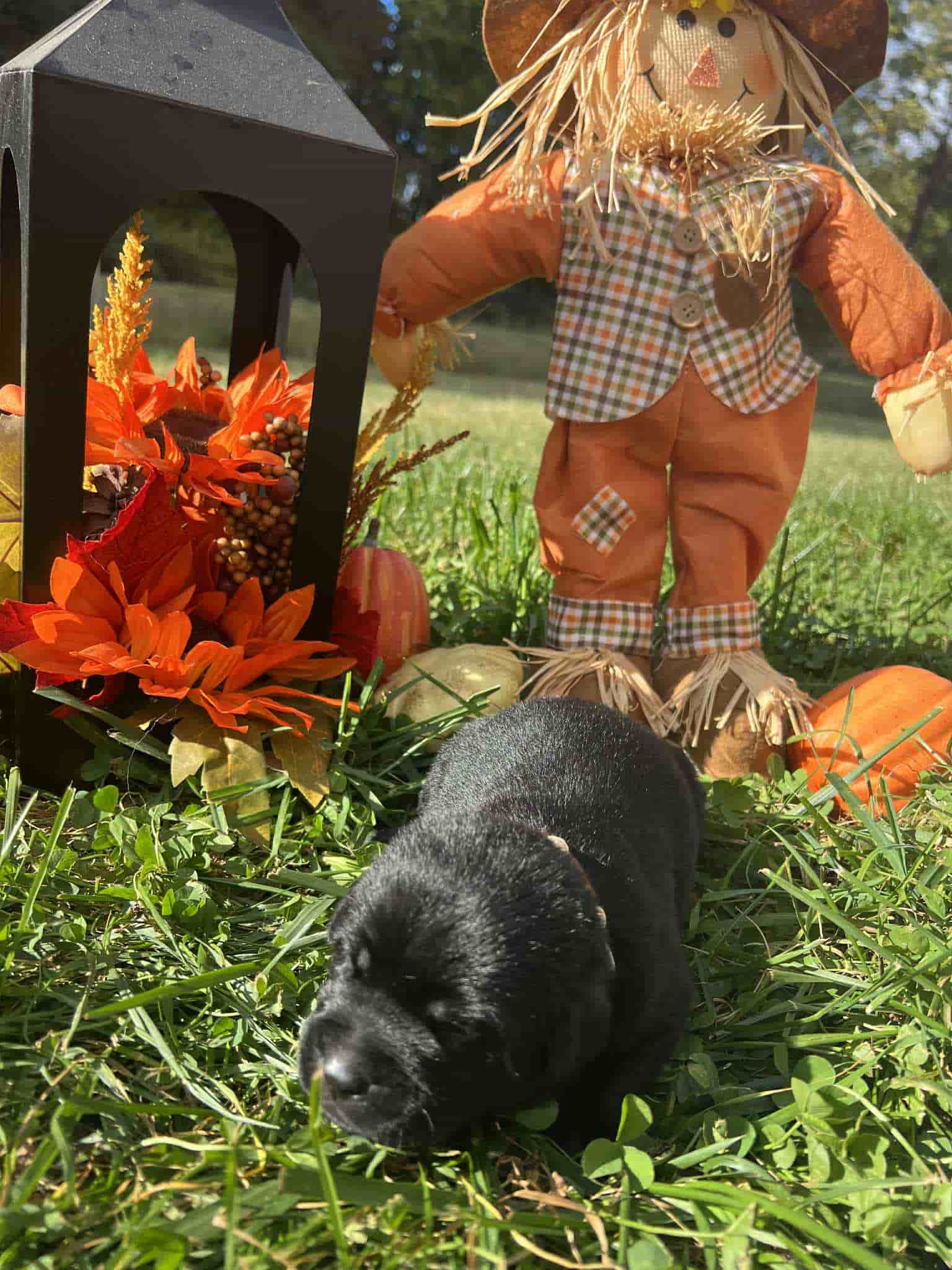 A purebred black Labrador Retriever puppy with a pink curtain and red rose flowers around him.