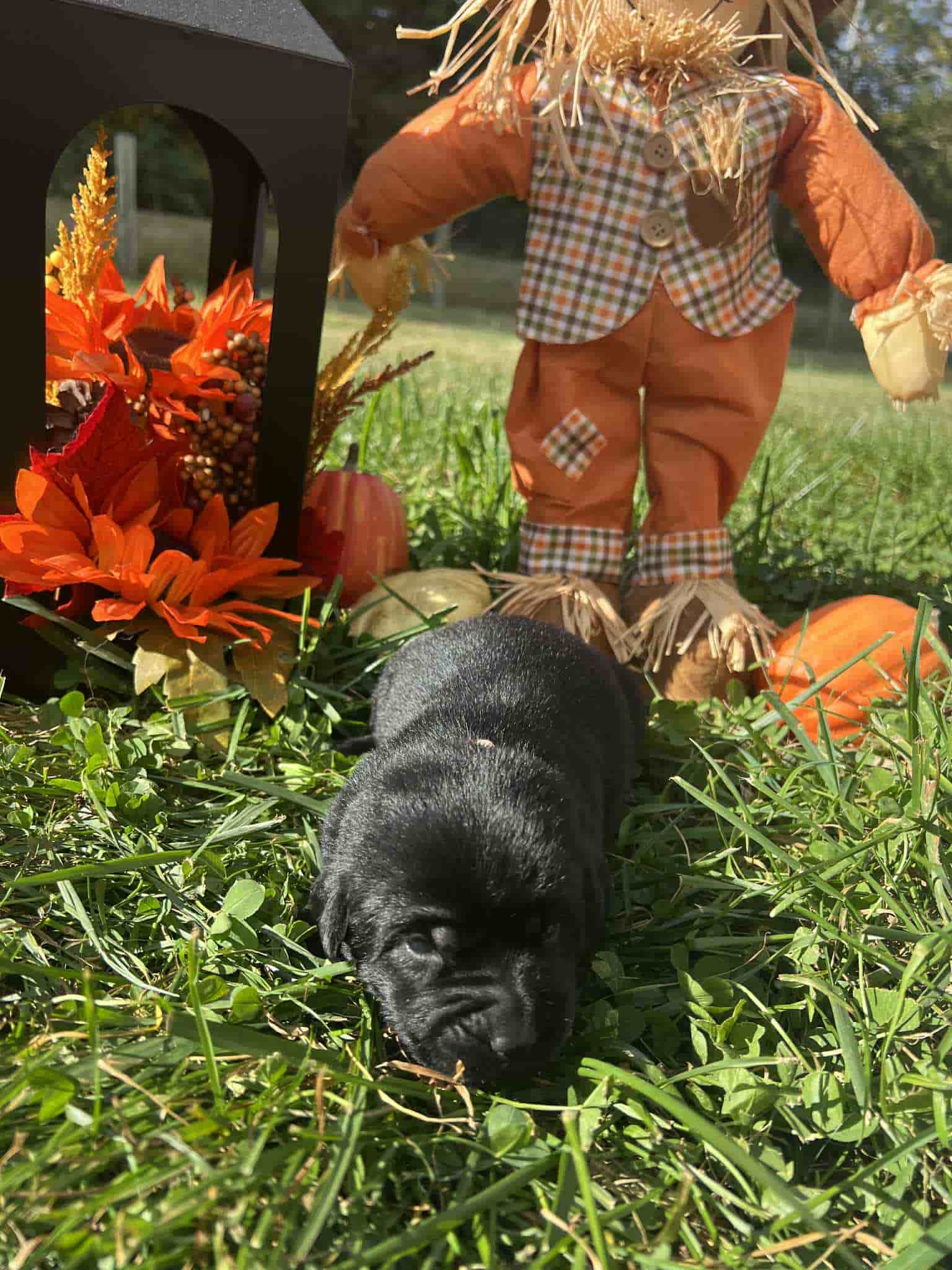 A purebred black Labrador Retriever puppy with a pink curtain and red rose flowers around him.