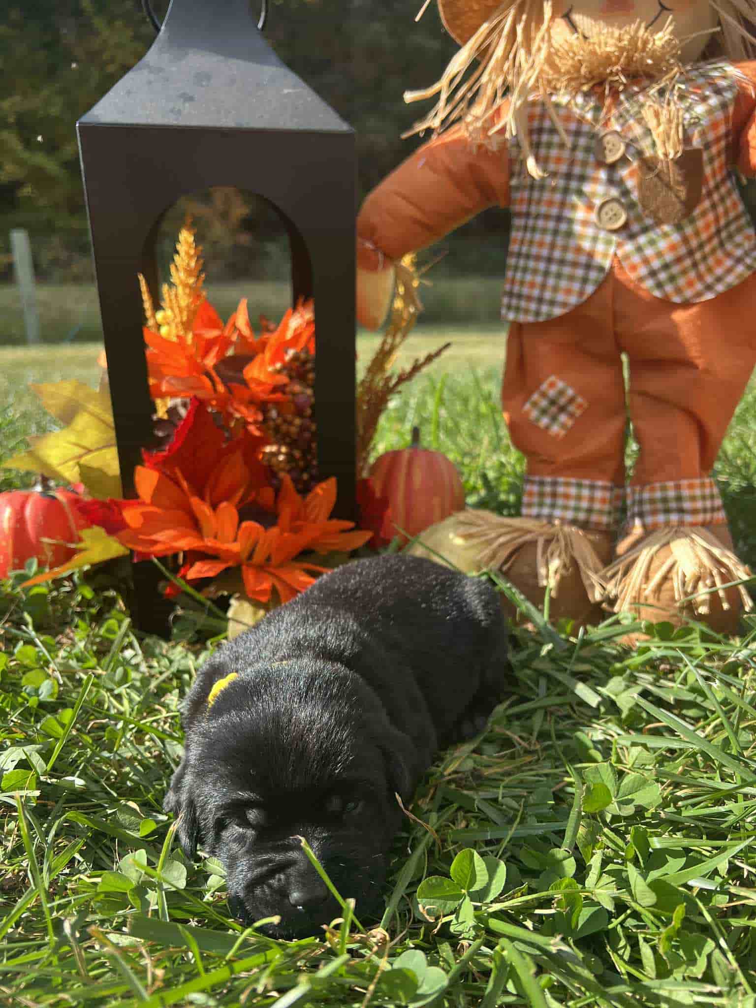A purebred black Labrador Retriever puppy with a pink curtain and red rose flowers around him.