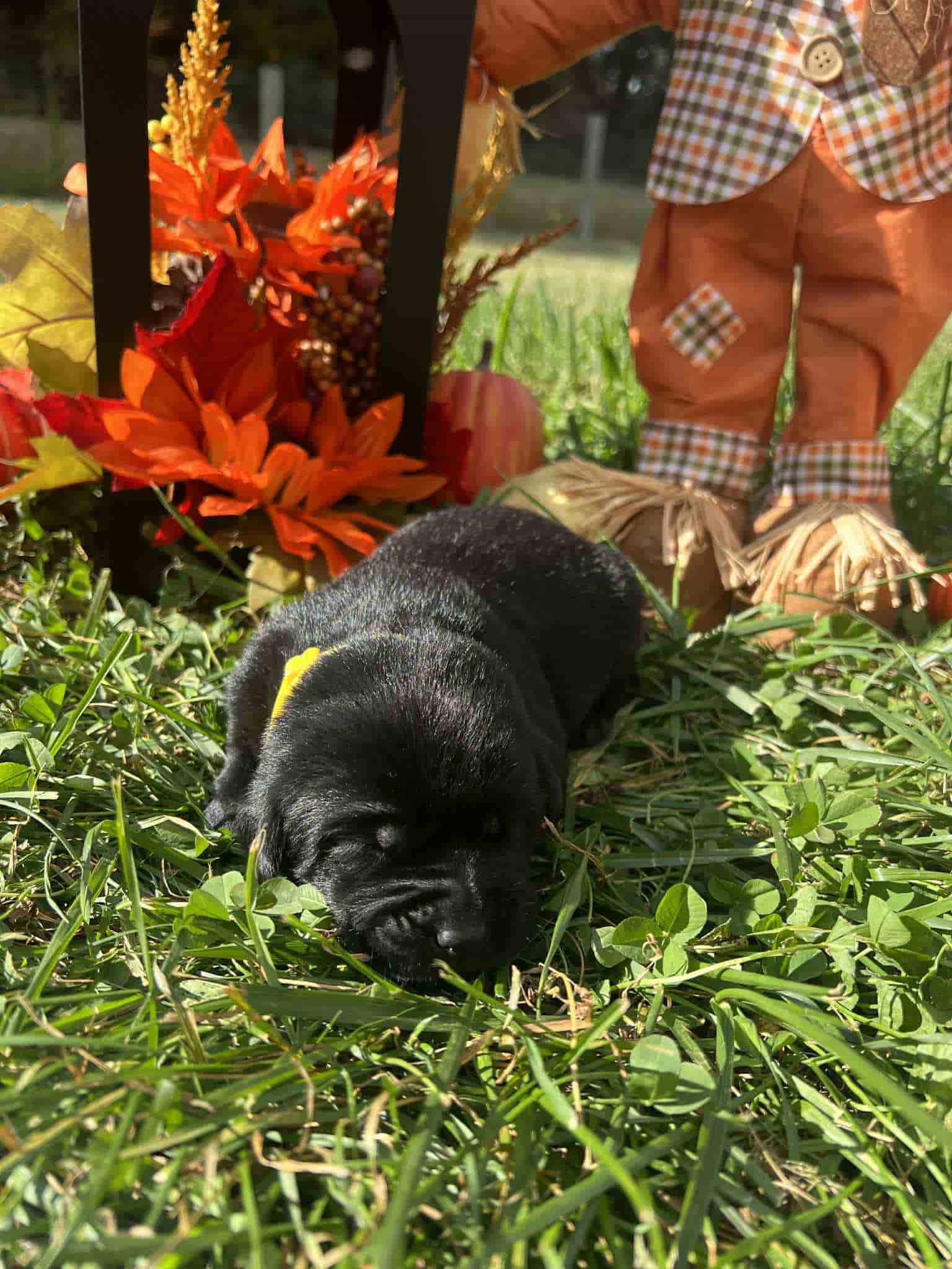 A purebred black Labrador Retriever puppy with a pink curtain and red rose flowers around him.