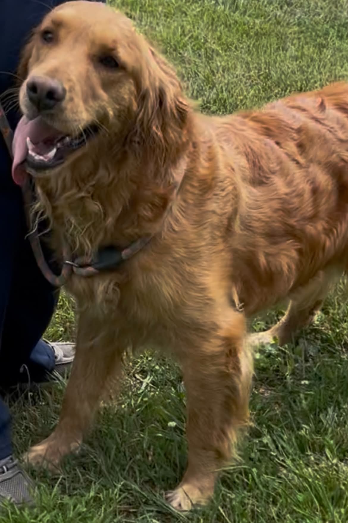 A portrait photograph of Miss Brianna who is a purebred Golden Retriever female.