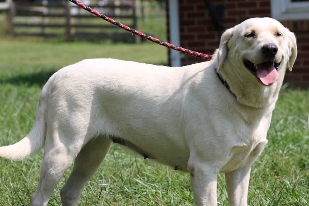 A portrait of Chanel who is a purebred Silver Labrador Retriever female.