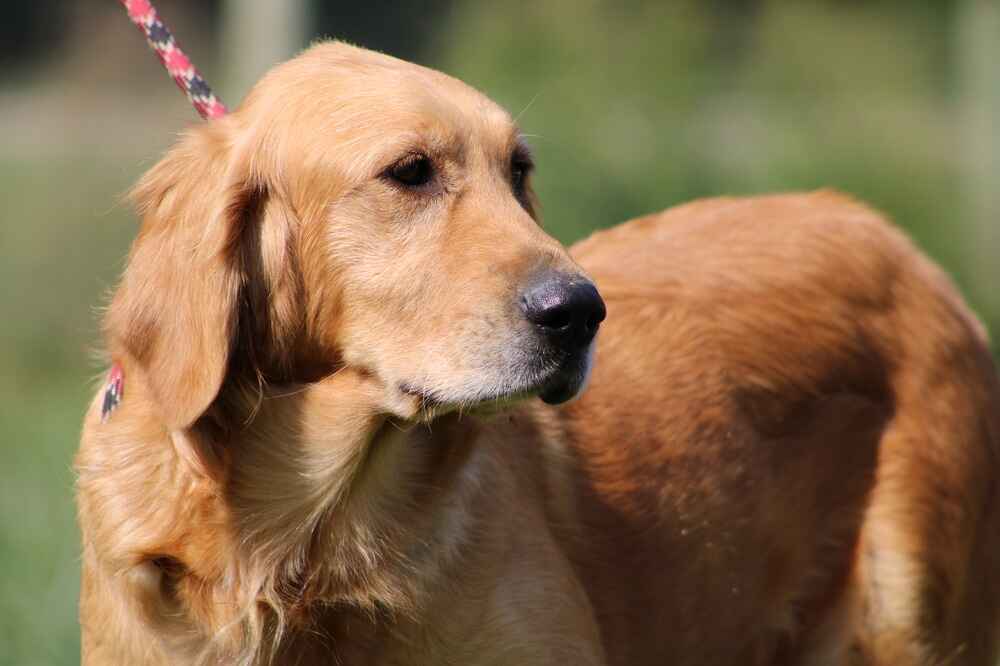 A portrait of Delilah who is a purebred Golden Retriever female.