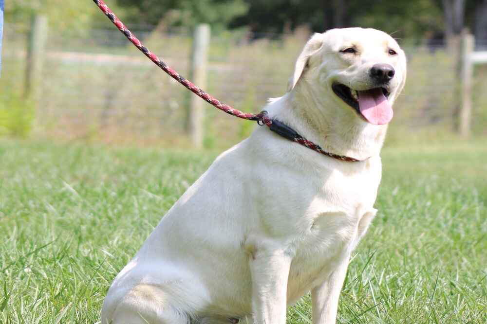 A portrait of Diamond who is a purebred yellow Labrador Retriever female.