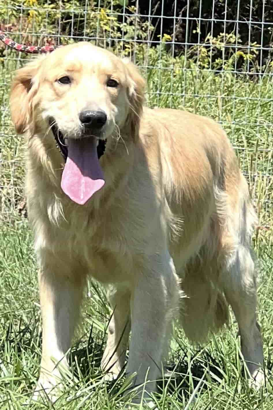 A portrait photograph of Dozer who is a purebred Golden Retriever sire.