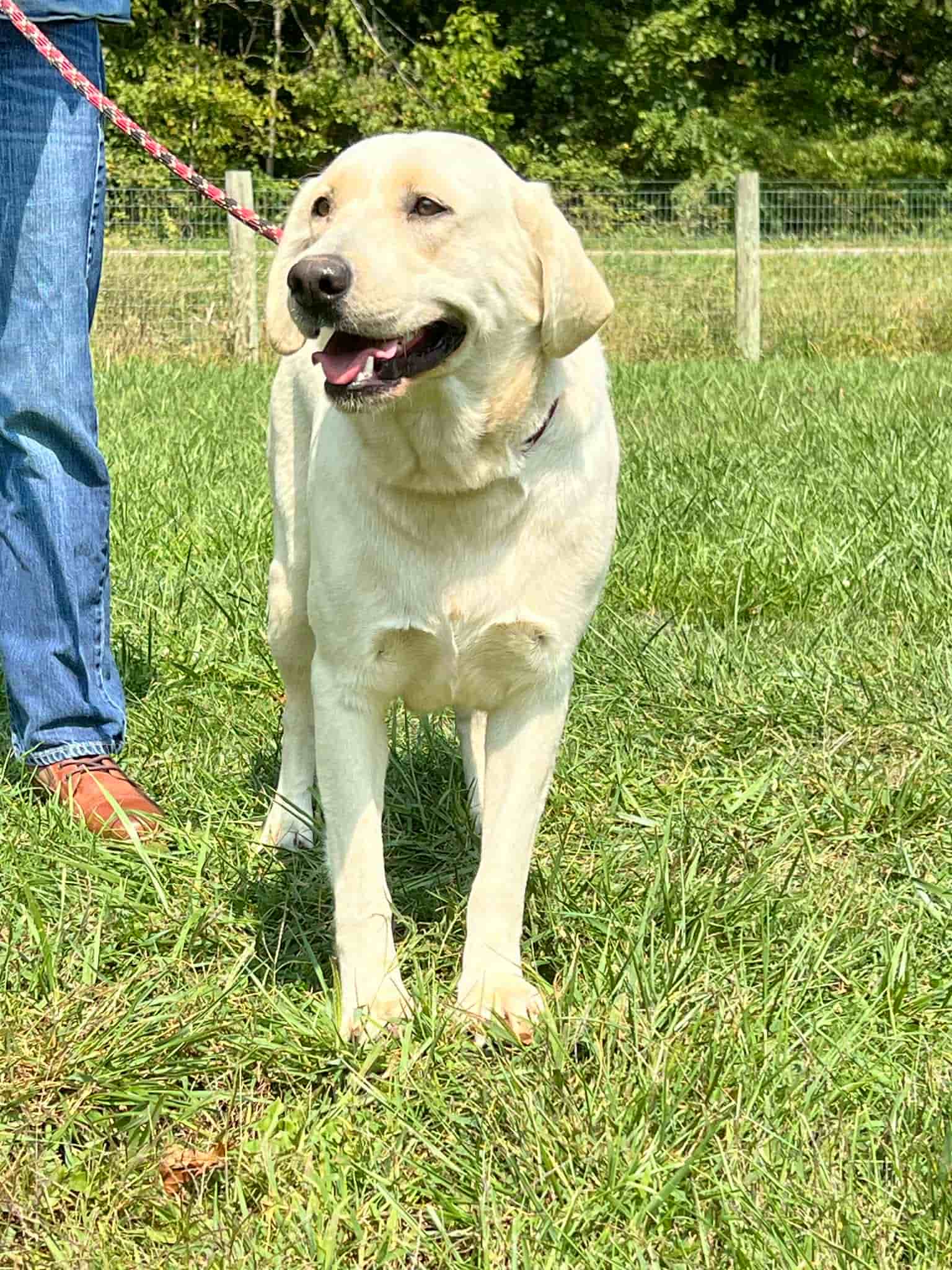 A portrait of Emma who is a purebred yellow Labrador Retriever female.