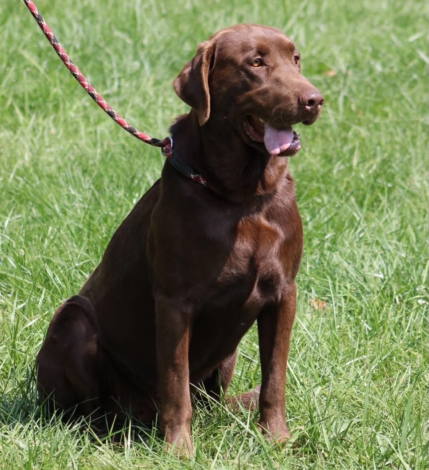 A portrait of Espresso who is a purebred chocolate Labrador Retriever female.