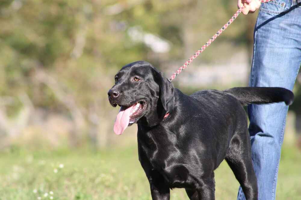 A portrait of Feliciaa who is a chocolate Labrador Retriever female.