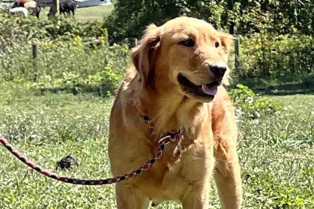 A portrait of Flapjack who is a purebred Golden Retriever female.