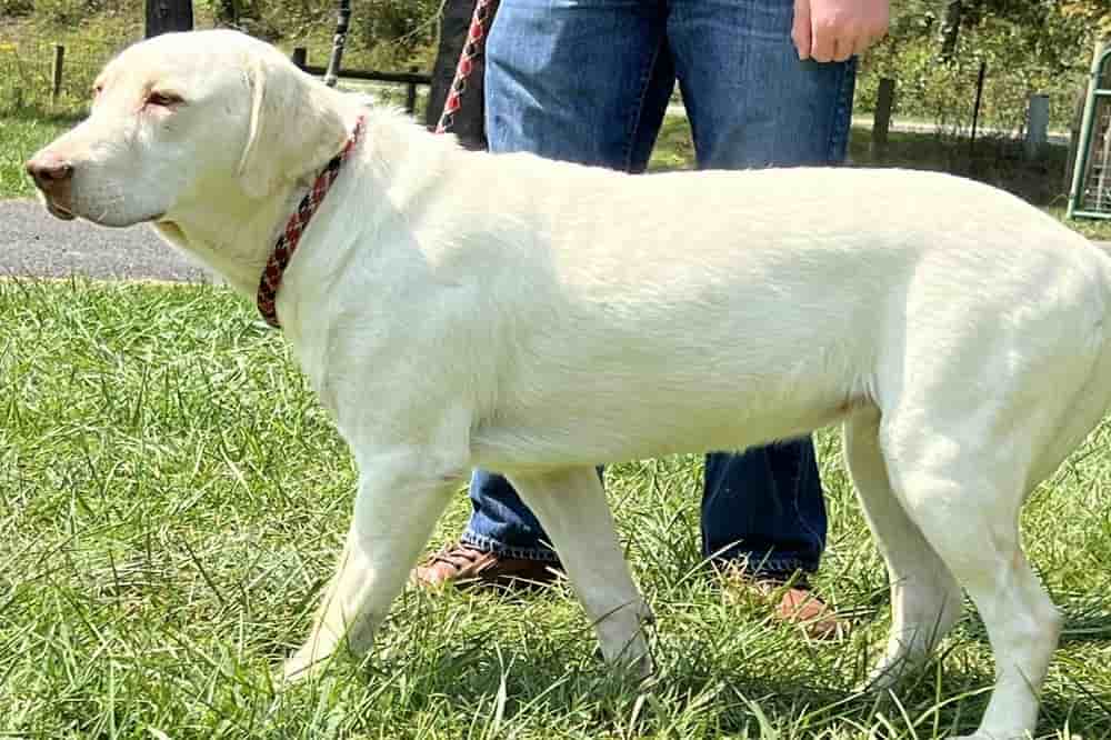 A portrait of Gabriella who is a purebred yellow Labrador Retriever female.