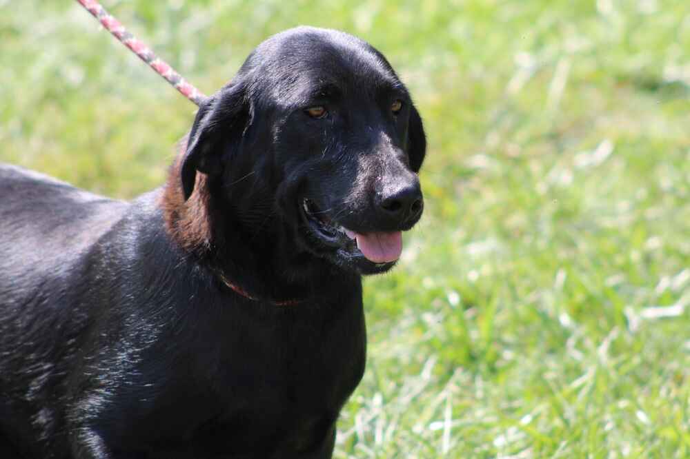 A portrait of Happy who is a chocolate Labrador Retriever female.
