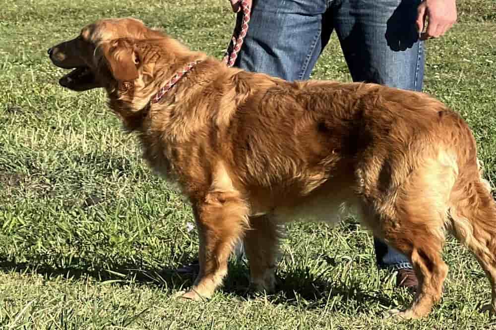 A portrait of Imagine who is a purebred Golden Retriever female.