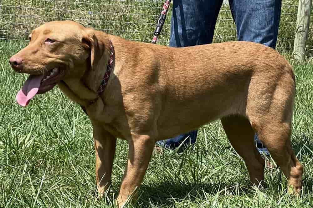 A portrait of Isabella who is a purebred fox red Labrador Retriever female.