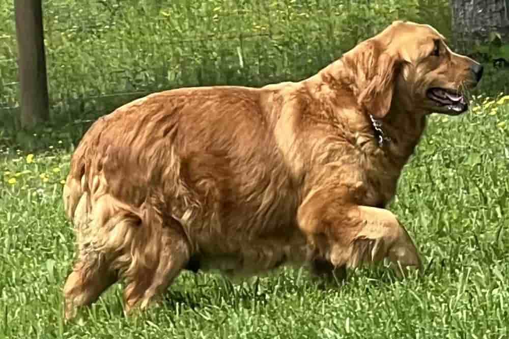 A portrait of Jaina who is a purebred Golden Retriever female.