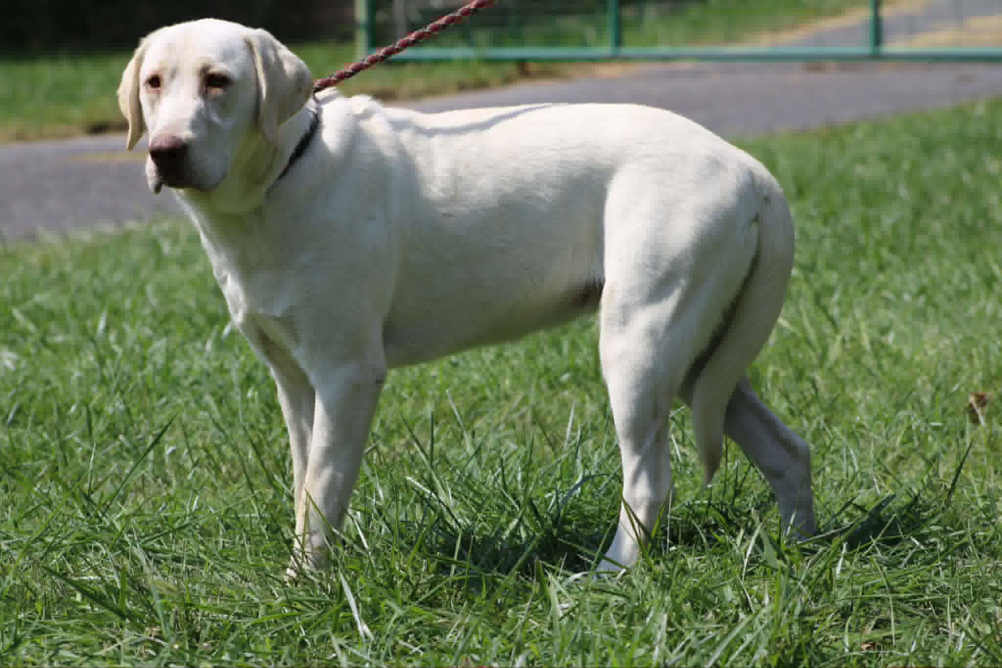 A portrait of Jolt who is a purebred yellow Labrador Retriever female.