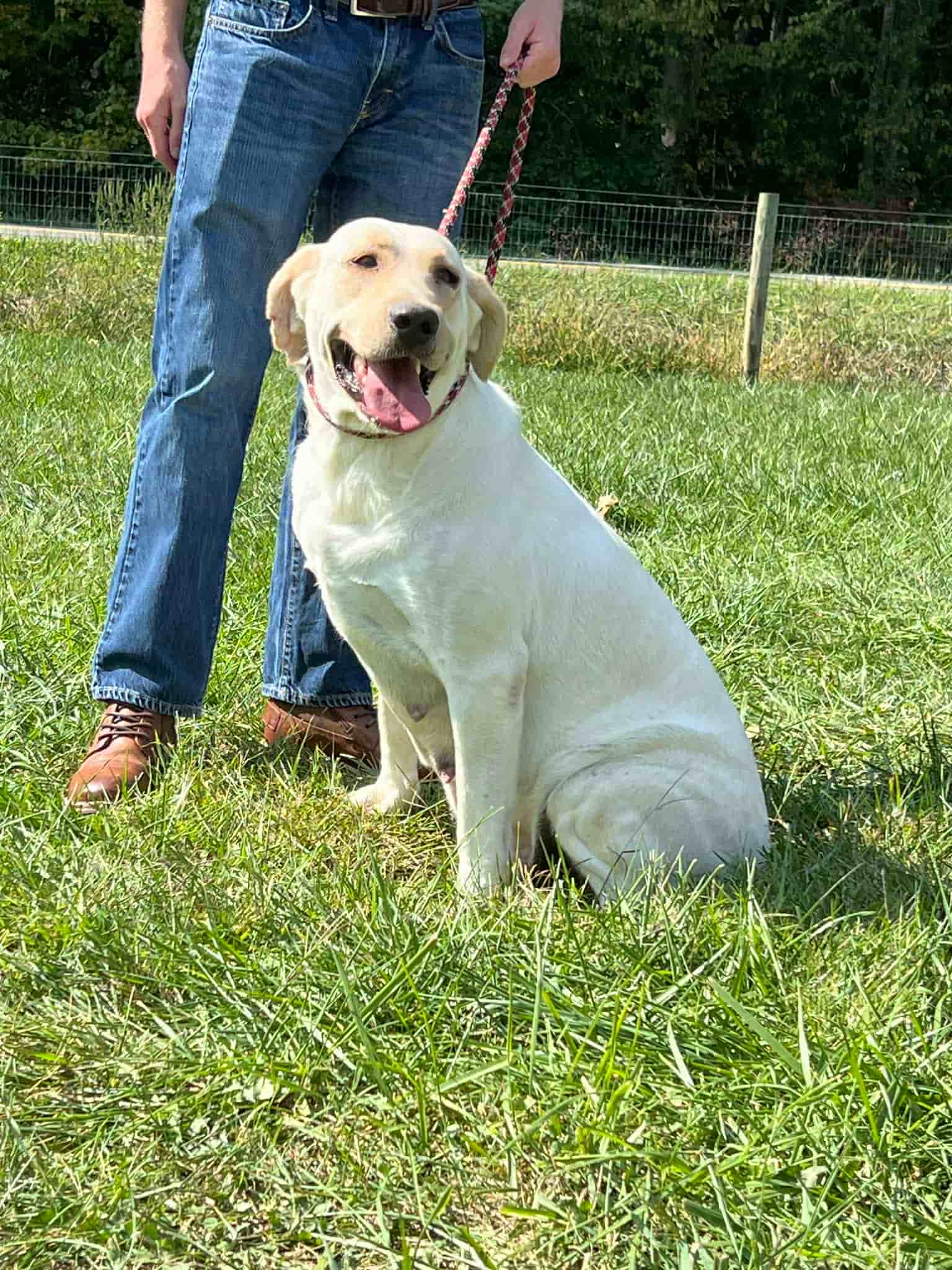 A portrait of Juno who is a purebred Labrador Retriever female.