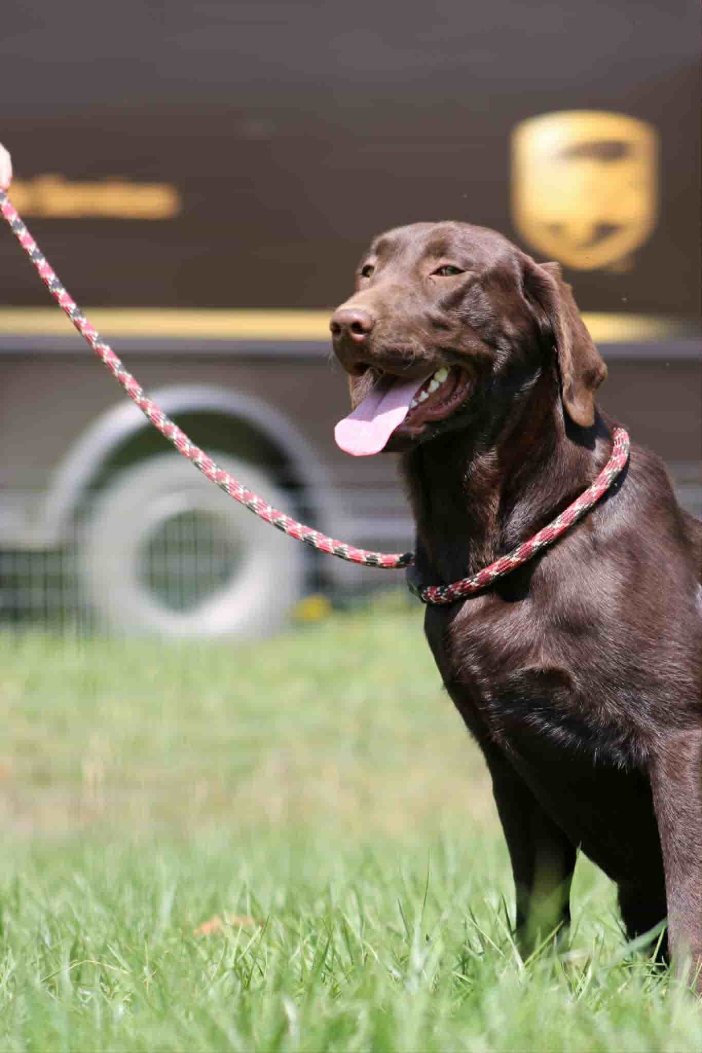 A portrait of Kaos who is a purebred chocolate Labrador Retriever female.